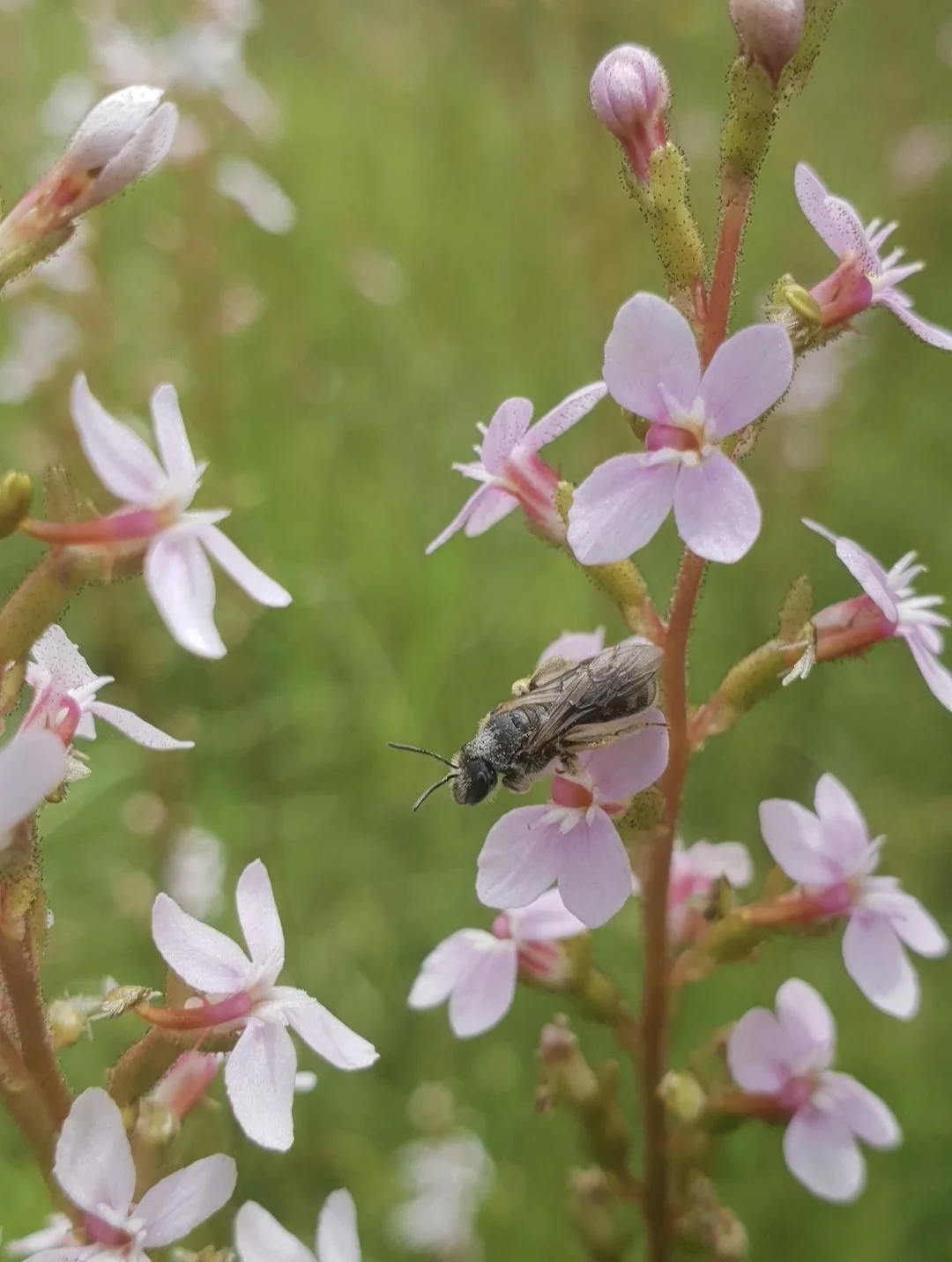 A close-up of a bee on pink flowers with green background.