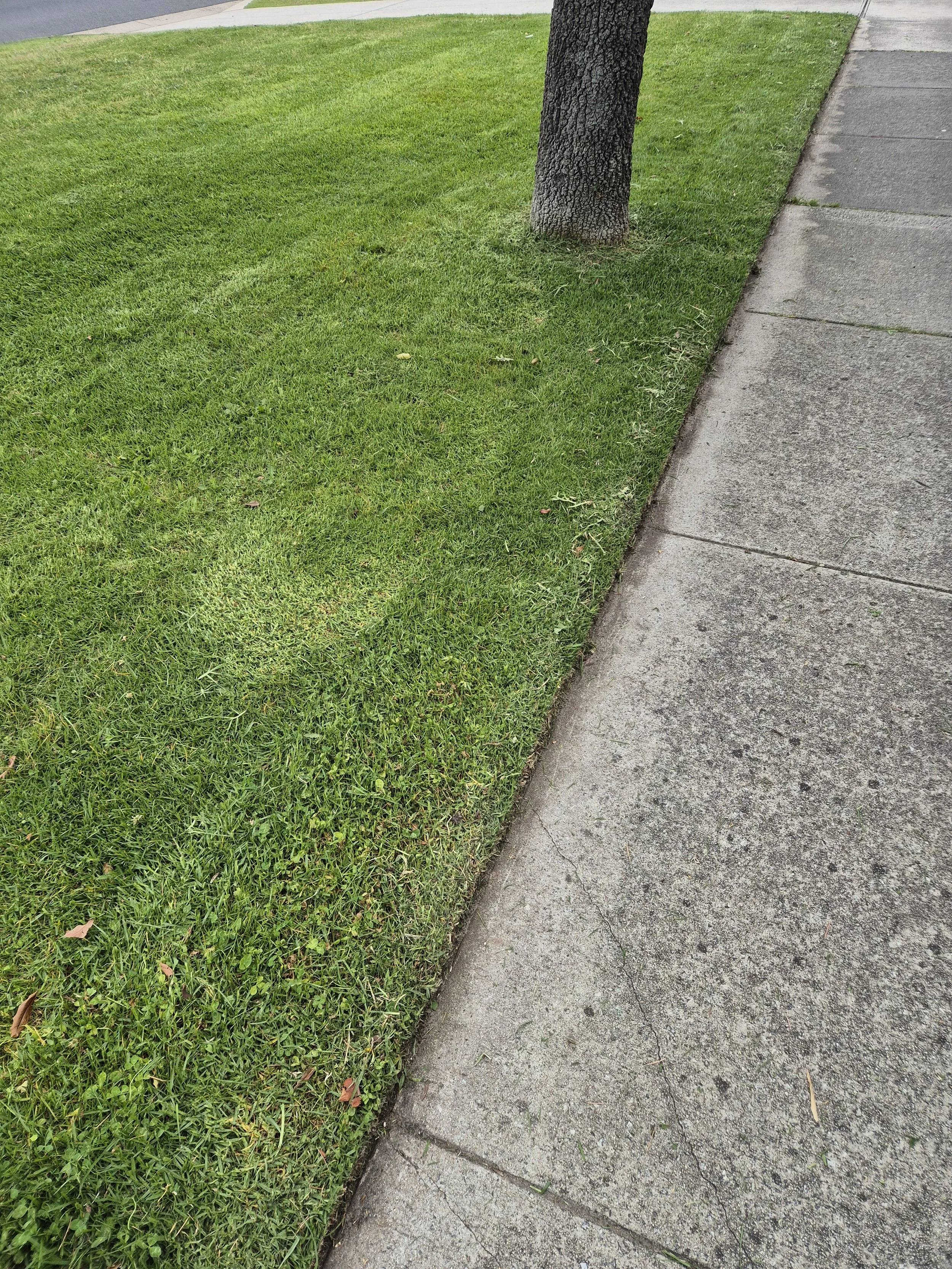 Sidewalk next to a grassy yard with a tree trunk.