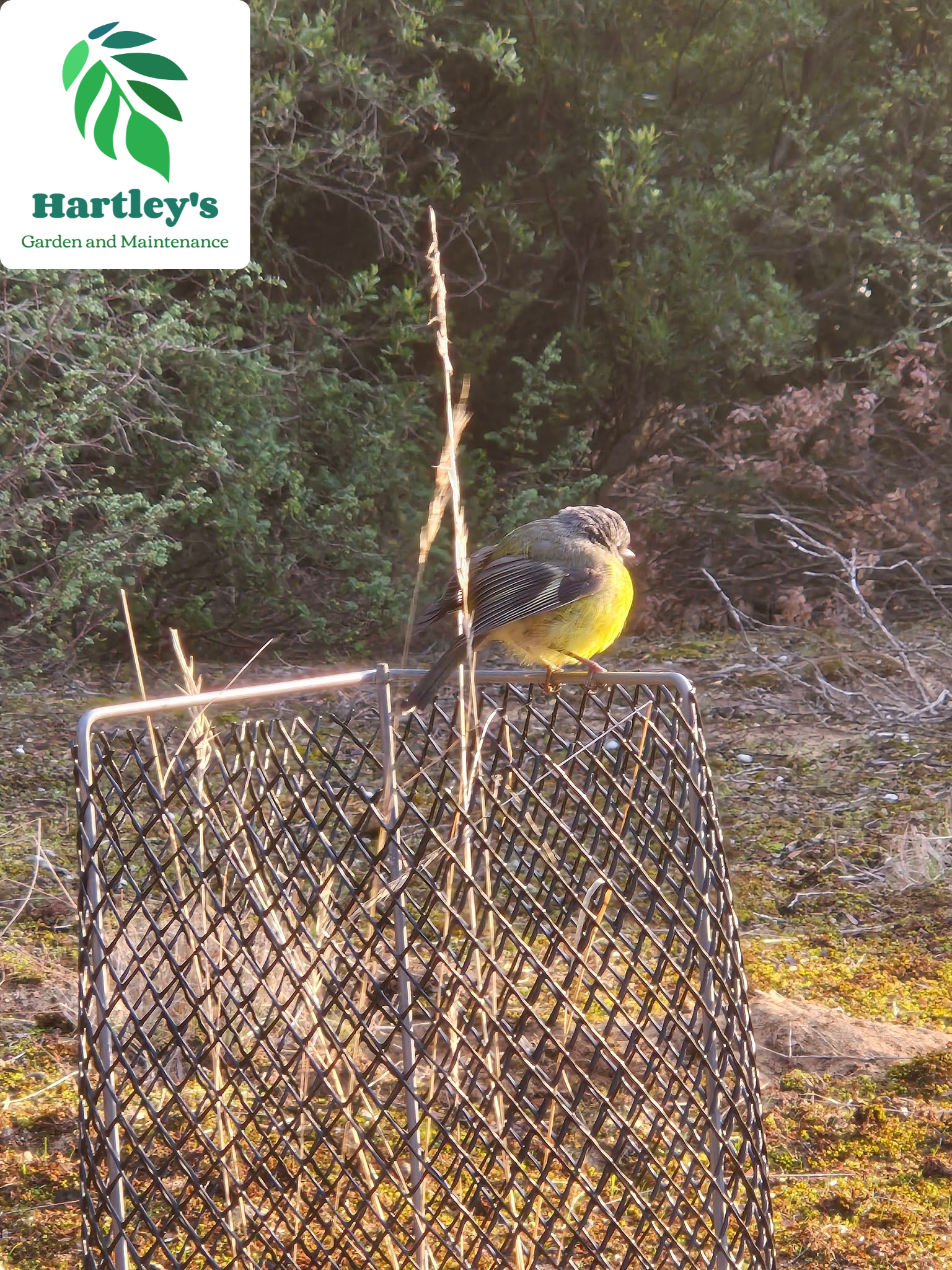 A small yellow and brown bird perched on top of a metal mesh trap outdoors with greenery in the background.