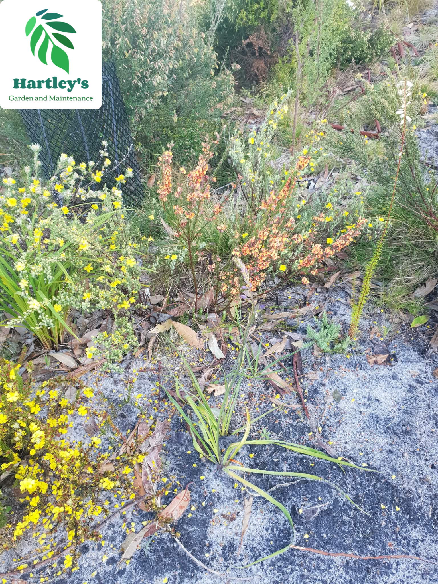 A garden bed with various plants and flowers, including yellow, pink, and green foliage, with a contact paper logo for Hartley's Garden and Maintenance in the top left corner.