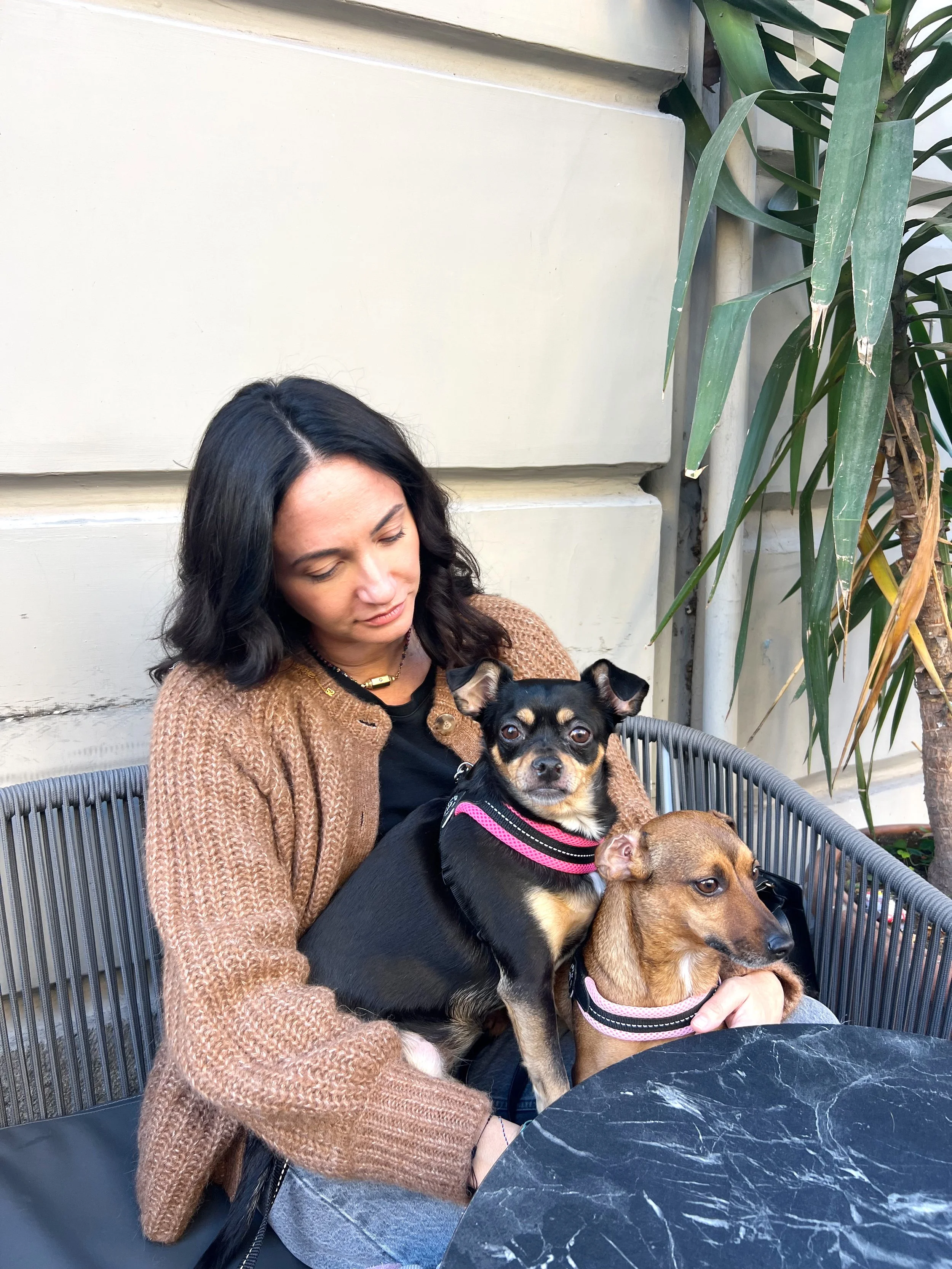 A woman with dark hair sitting outdoors on a black chair, holding two dogs on her lap. One dog is a black and tan Chihuahua wearing a pink harness, and the other is a brown dog with a pink collar. The woman is wearing a brown knitted sweater and gray jeans, with a black bag beside her. There are tall plants and a beige wall behind her, and a black round table in front.
