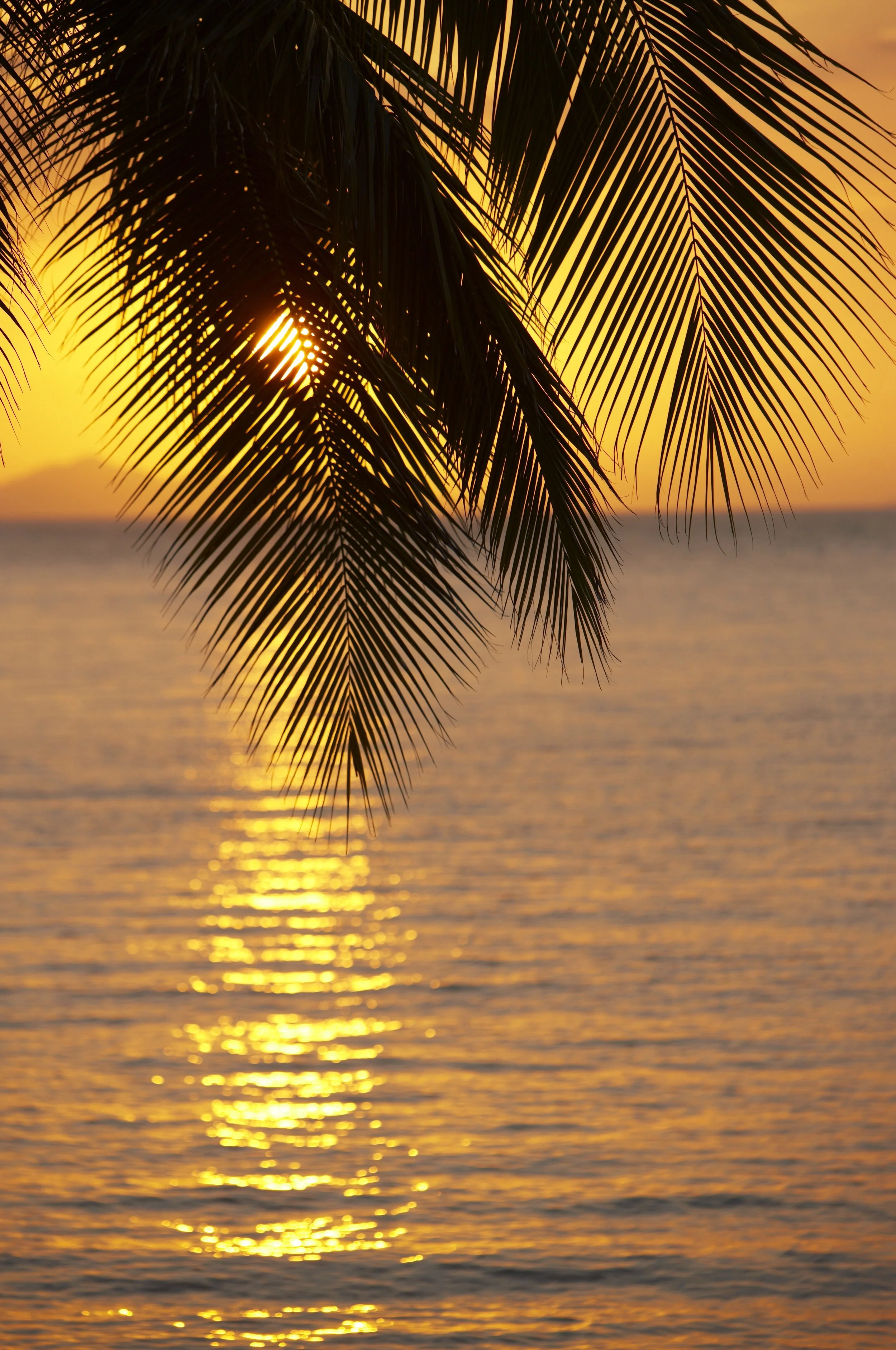 Tropical island sunset with leaves in Fiji