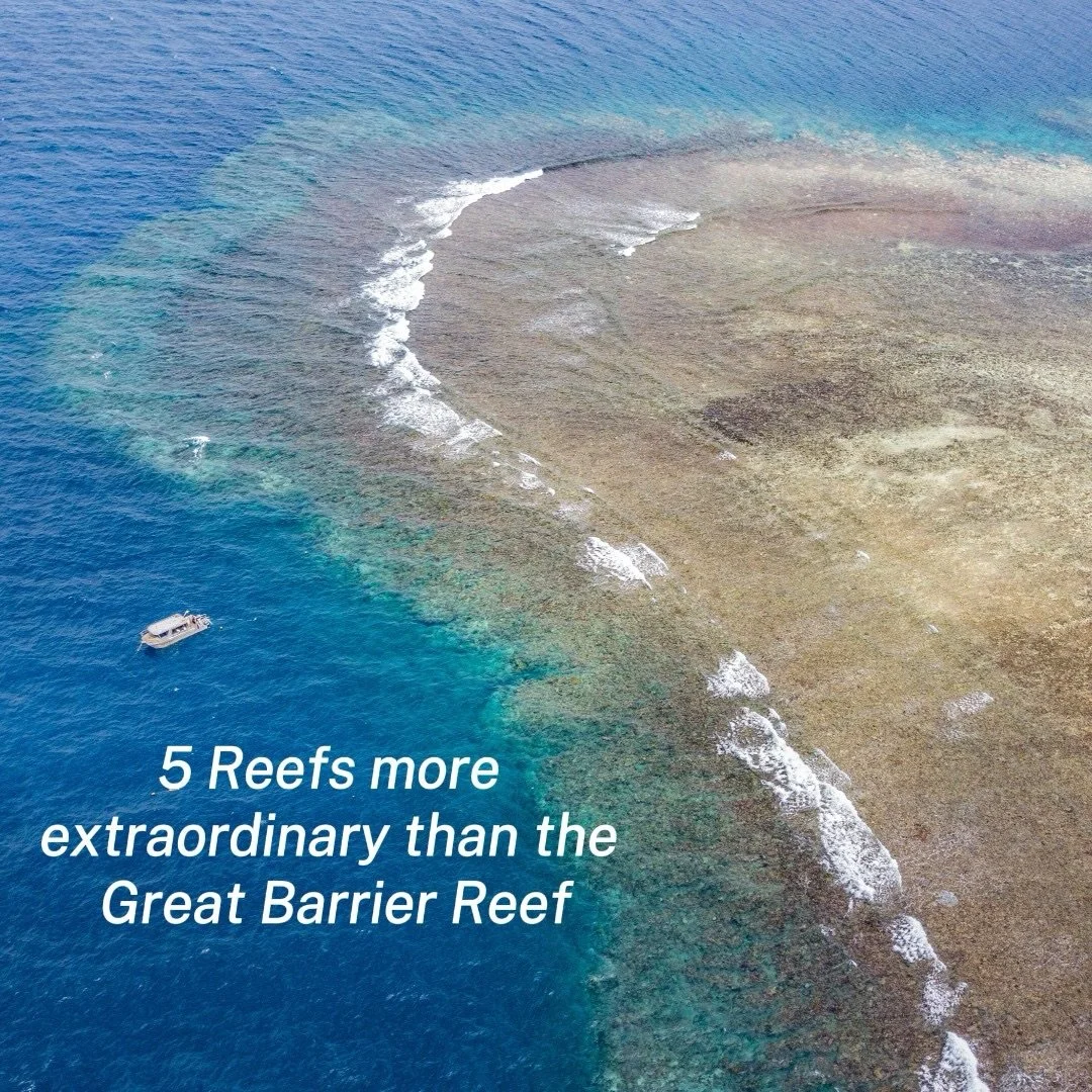Most people assume the Great Barrier Reef is the pinnacle. While it&rsquo;s incredible, it&rsquo;s not the only reef travelling for. 

Across WA, Fiji and Tonga, there are reef systems with clearer water, quieter encounters, and wildlife experiences 