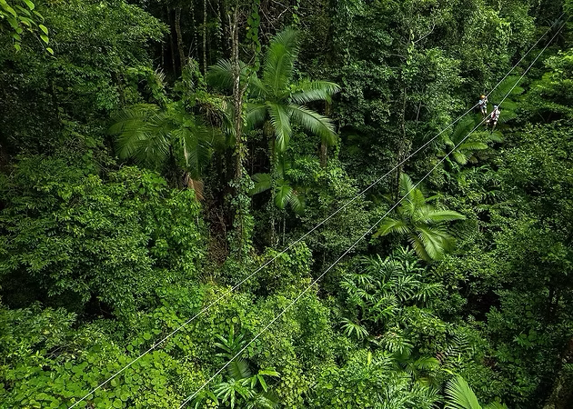 Zip-lining through the lush canopy of the Daintree Rainforest near Cape Tribulation