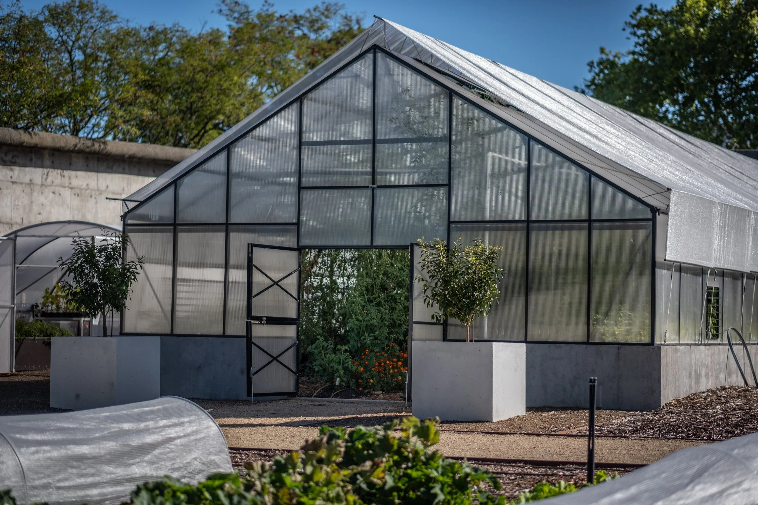 A view of garden house that houses vegetables with trees in front alongside some gravel and tomatoes in the greenhouse. 