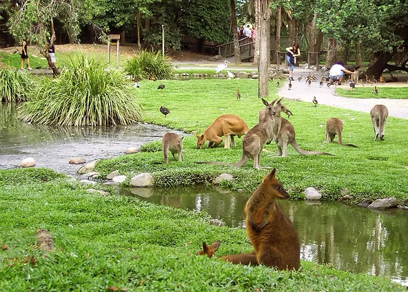 Close up encounters with kangaroos at Wildlife Habitat Port Douglas