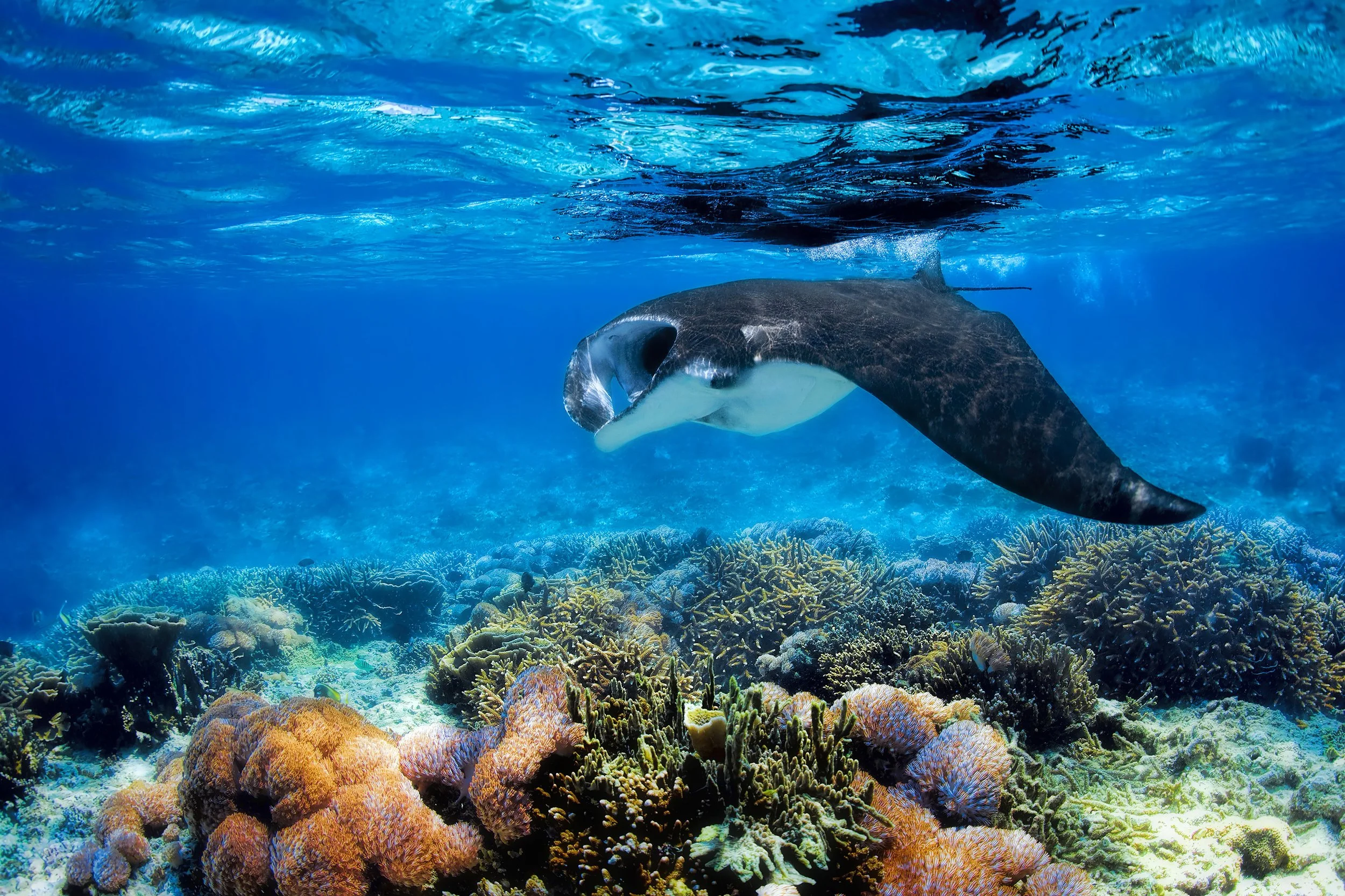 Manta ray gliding over vibrant coral reef in clear Pacific Ocean waters