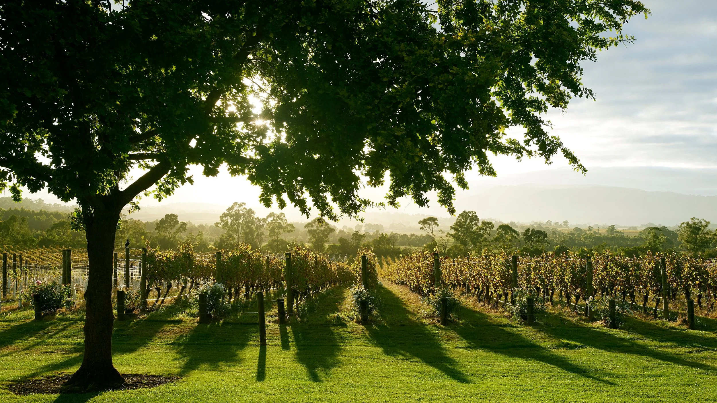 A scenic vineyard landscape at sunrise with a large tree in the foreground, rows of grapevines, green grass, and distant hills in the background.