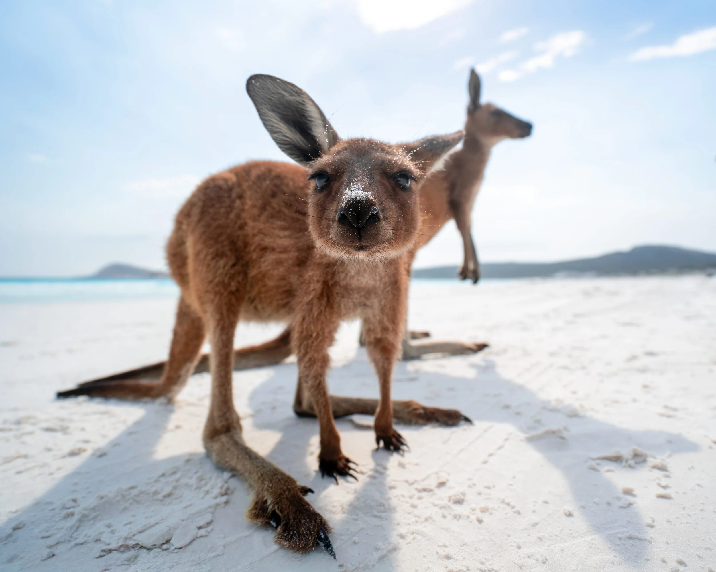 Curious kangaroo standing on white sand beach with ocean in the background