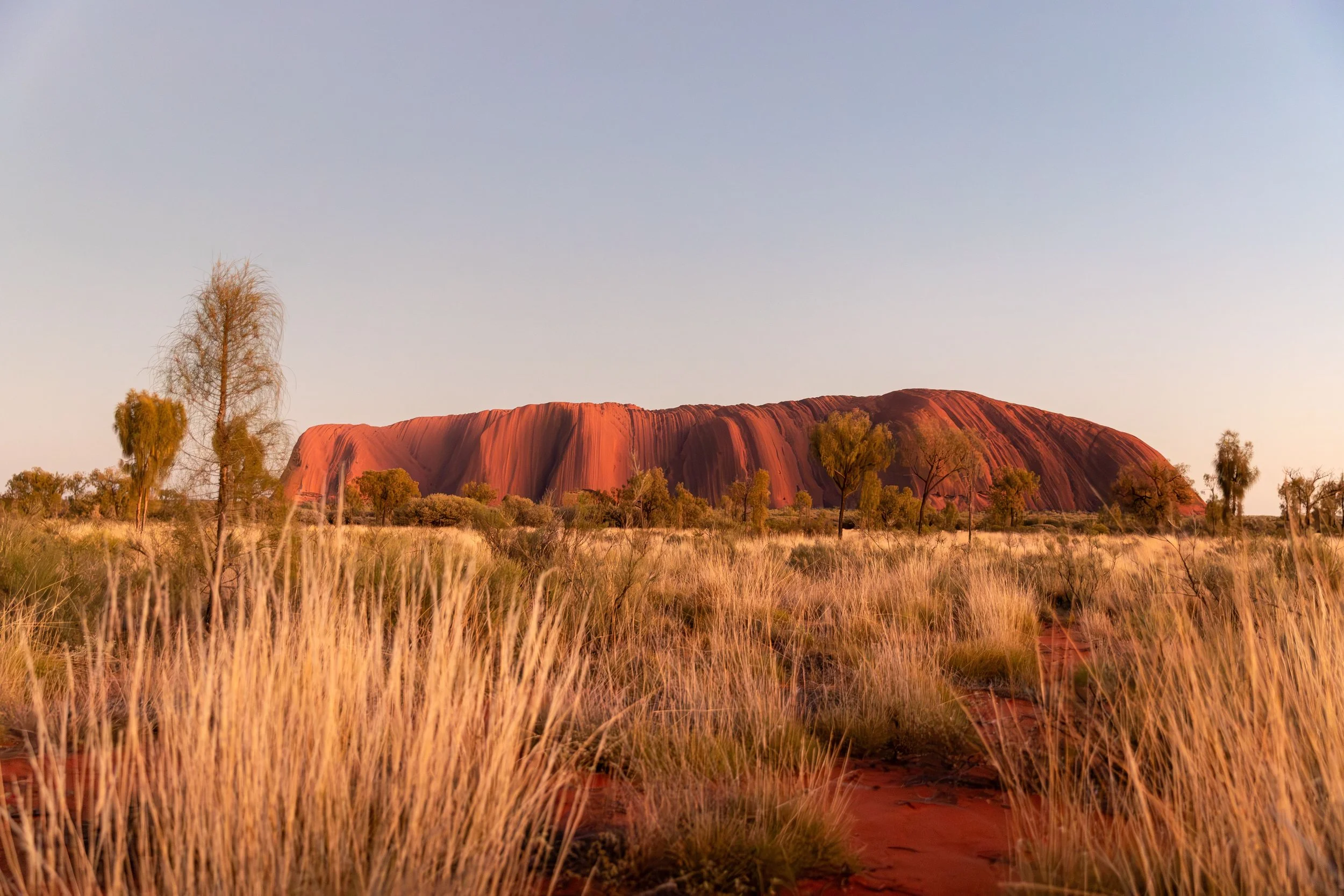 Sunset over Uluru in the Australian desert, with tall grasses and sparse trees in the foreground.