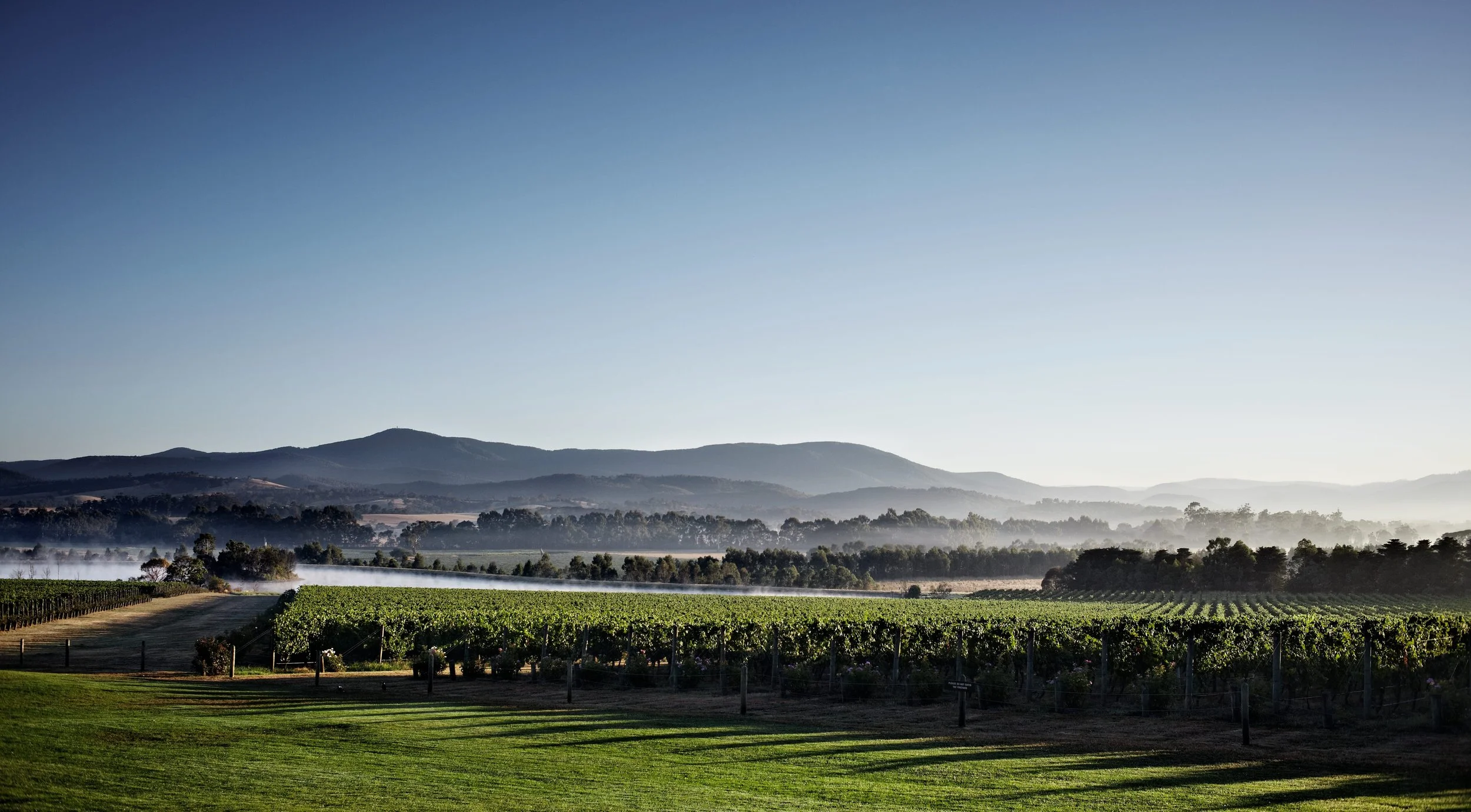A scenic view of vineyards with rows of grapevines, rolling hills, and mist in the distance under a clear blue sky.