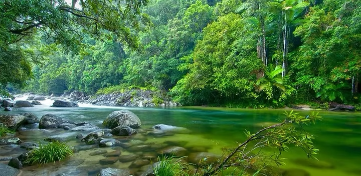 Walking trail through tropical rainforest at Mossman Gorge with clear river and granite boulders