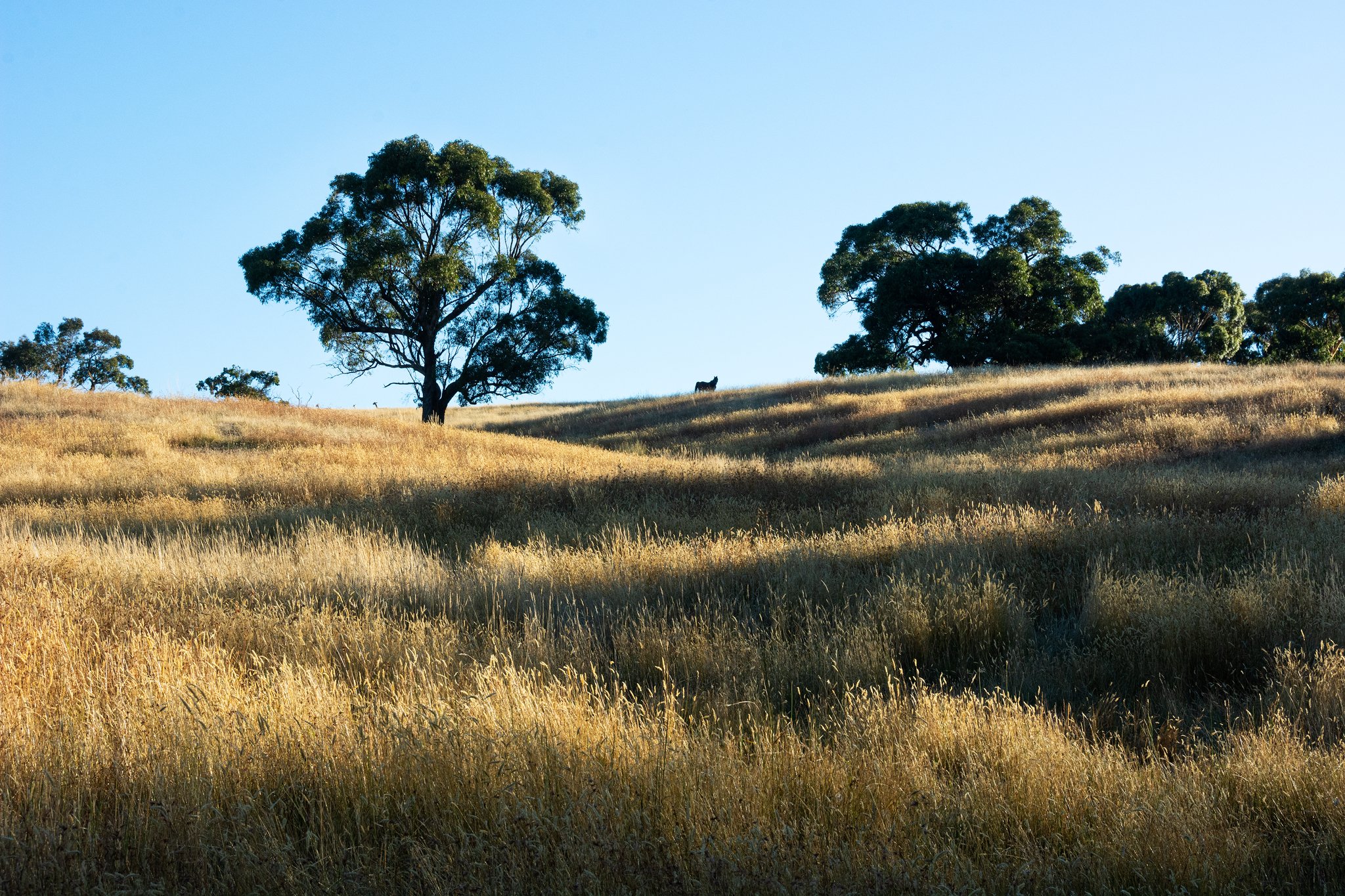 Kilmore, Vic Au
