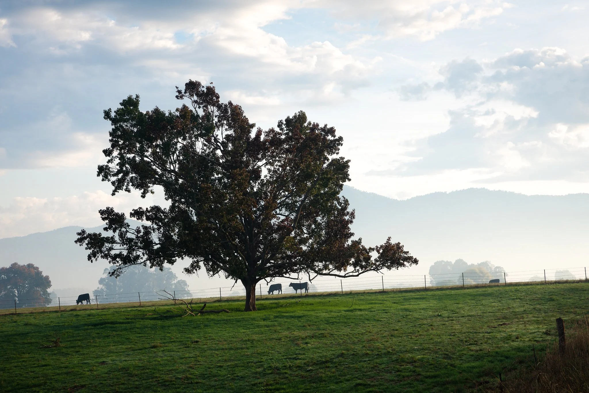 Buckland Valley, Vic Au