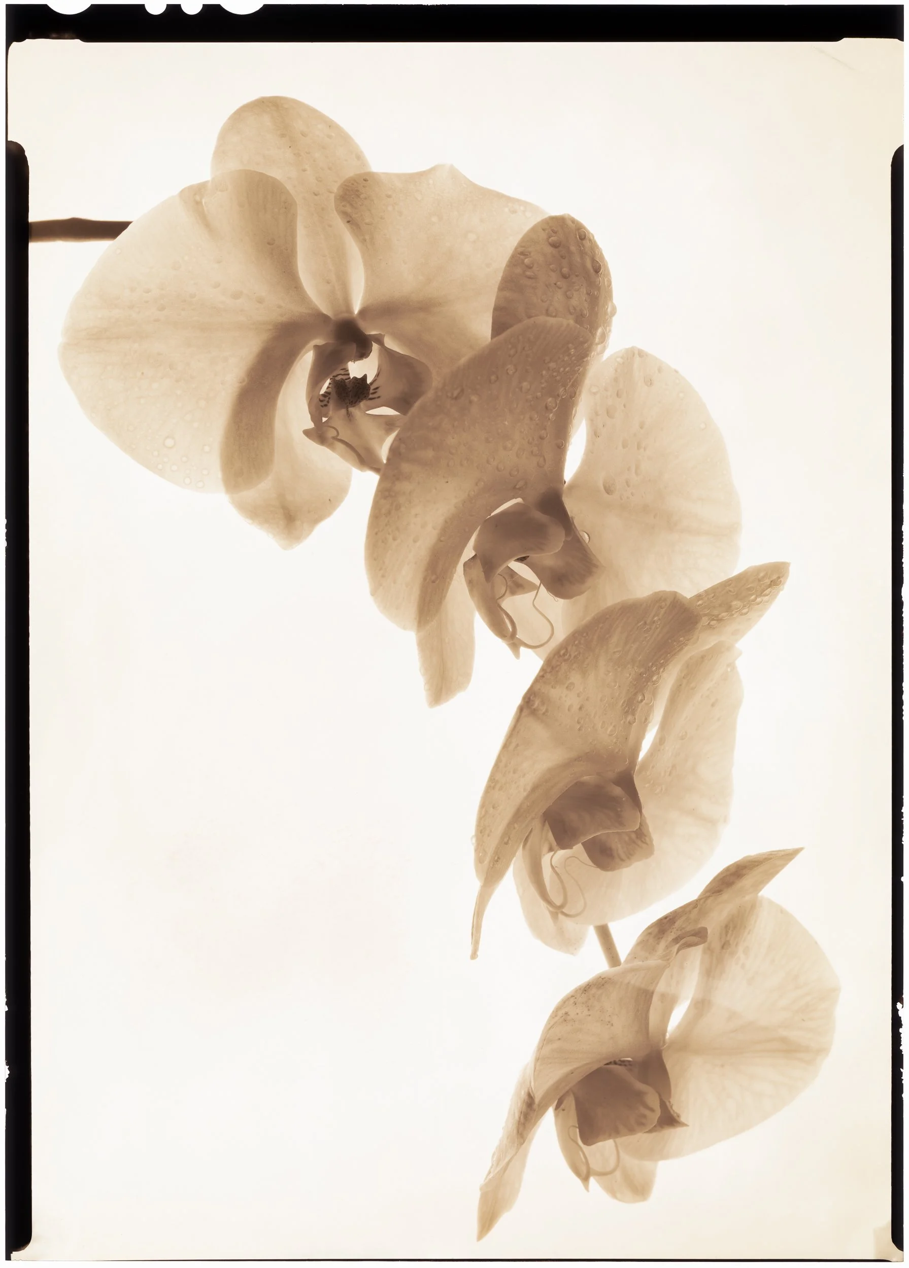 Orchids No.2