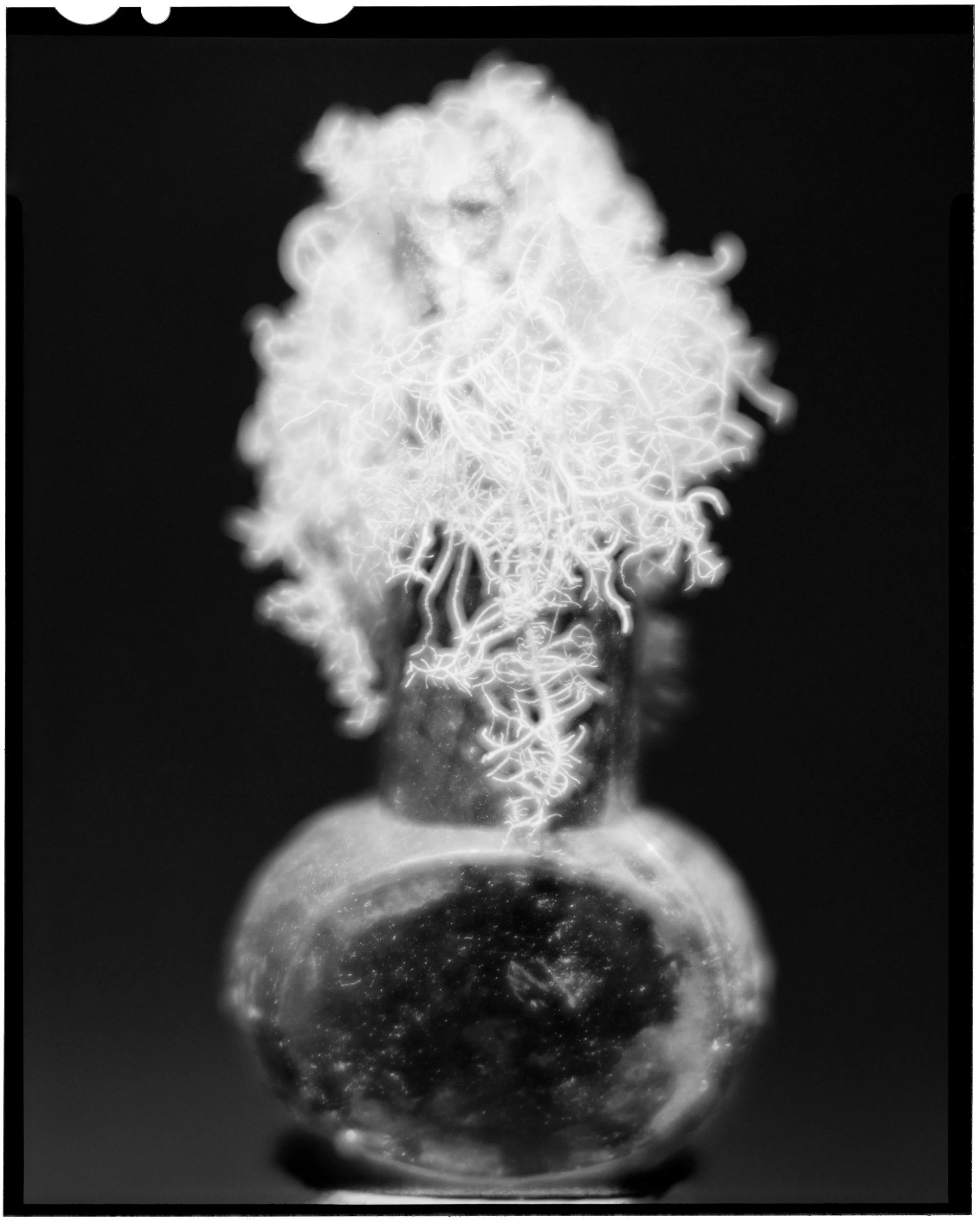 Spanish Moss & Bottle