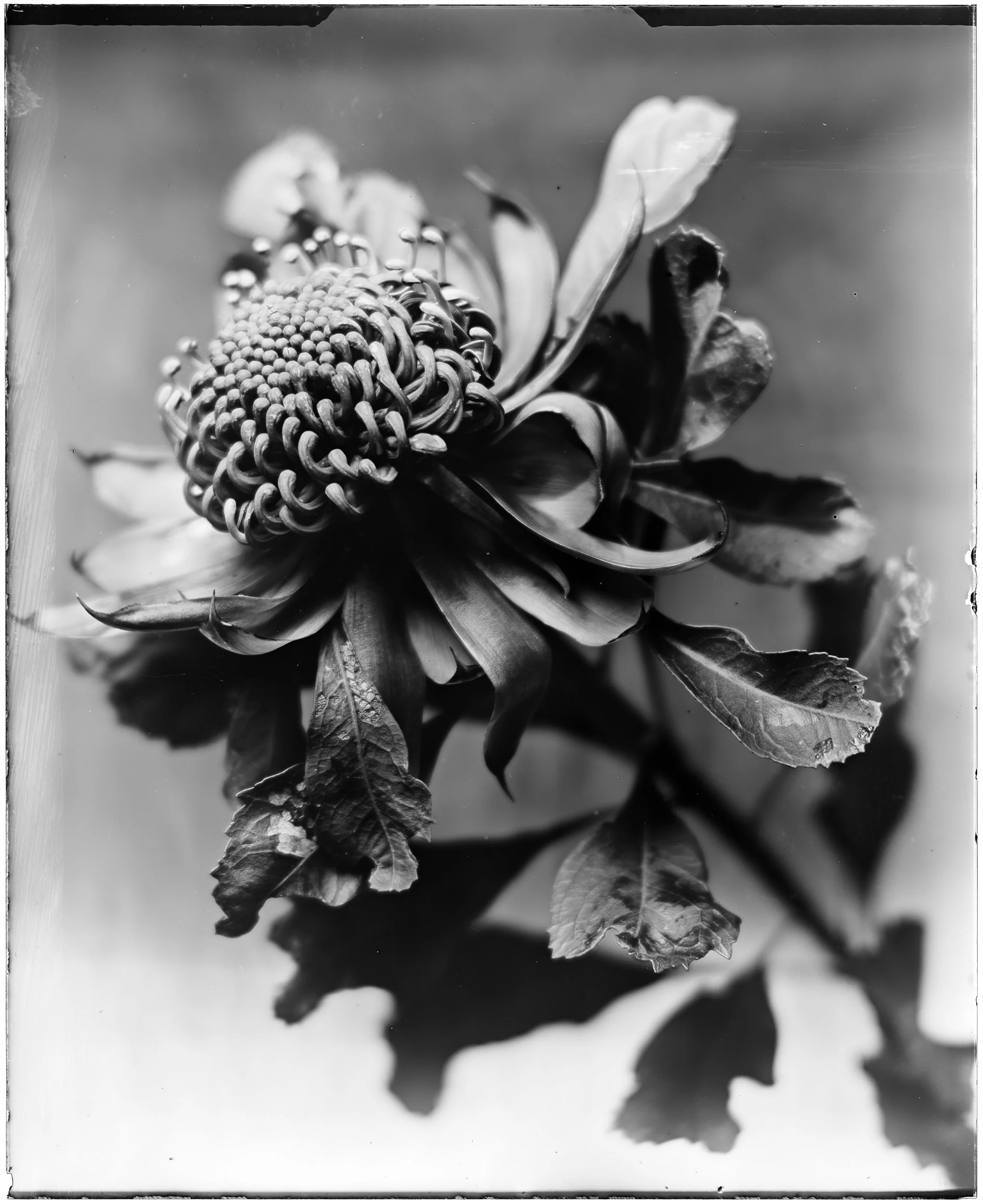 Waratah No.2
