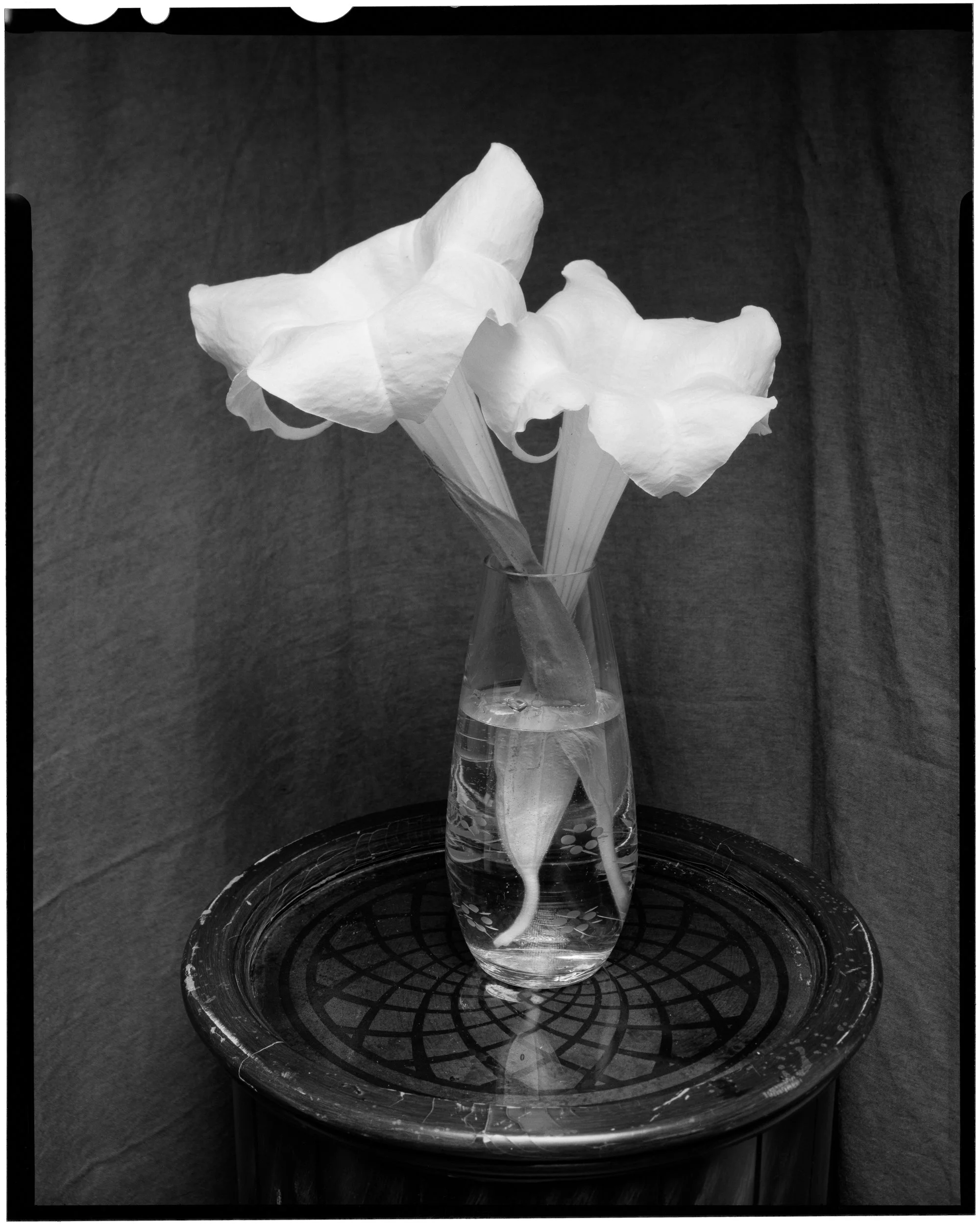 Angel’s Trumpets