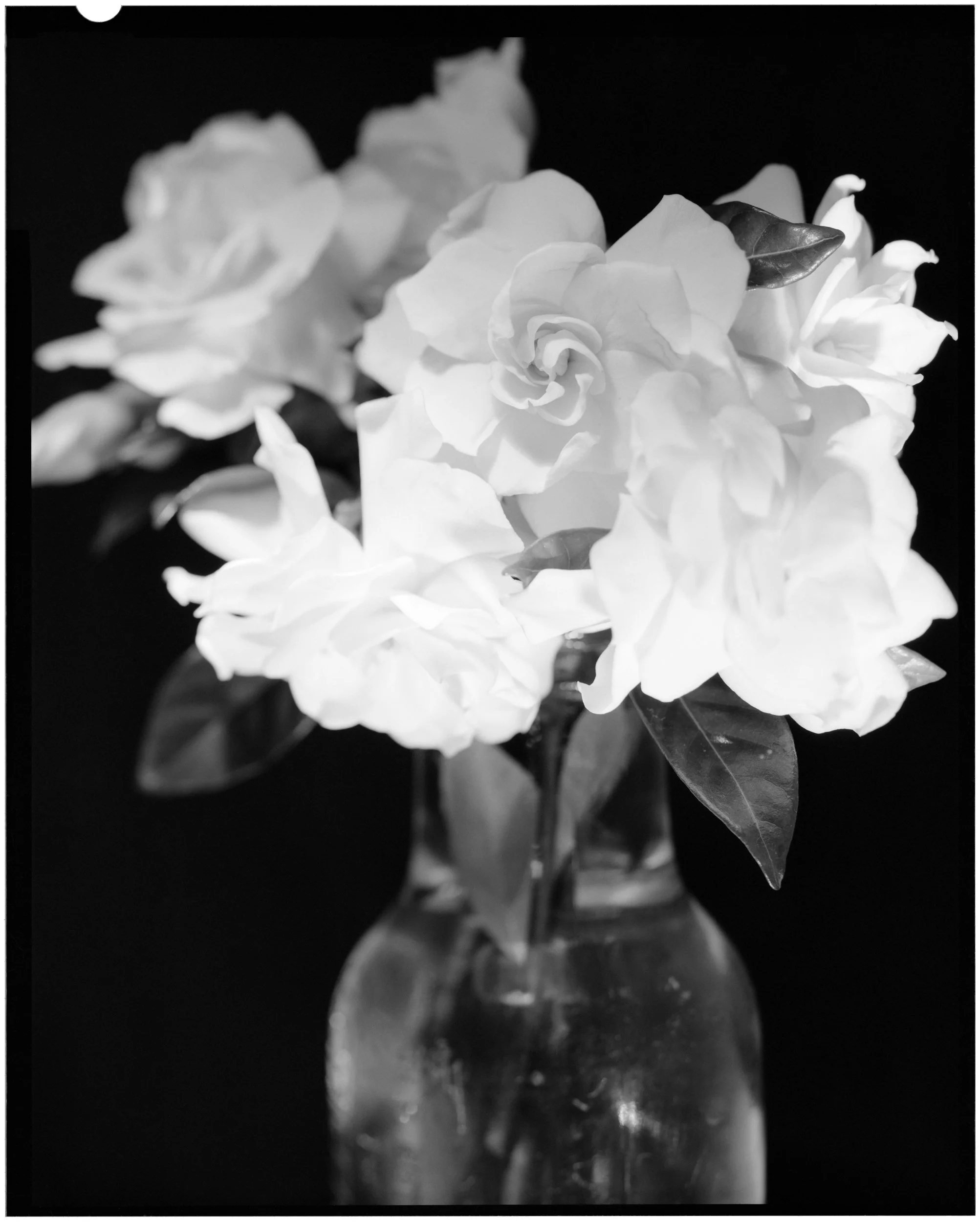 Gardenias No.1