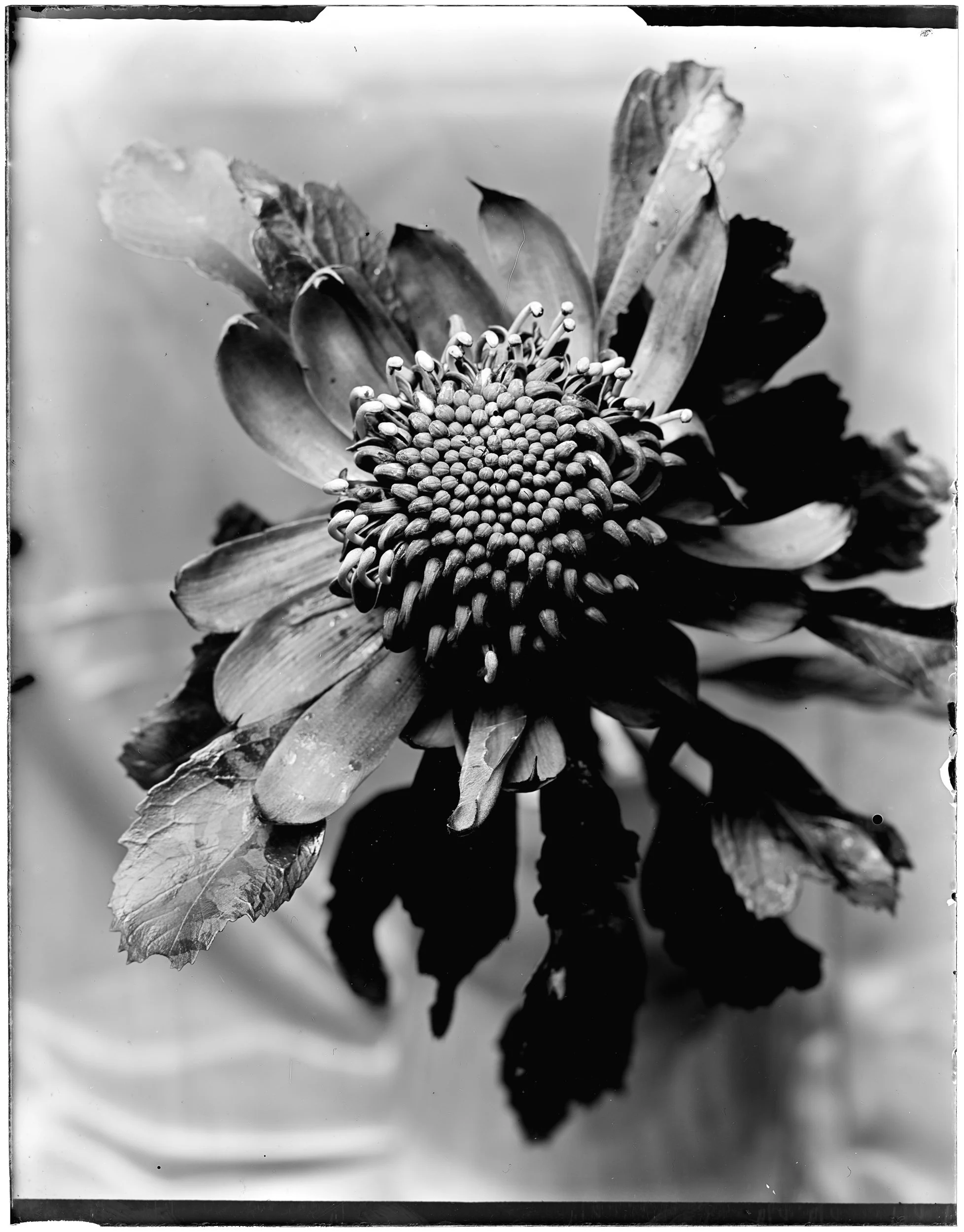 Waratah No.1