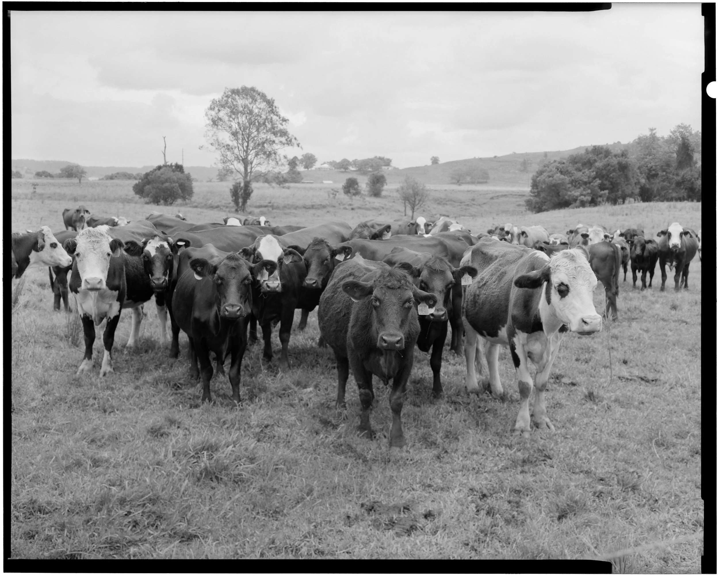 The Visitors