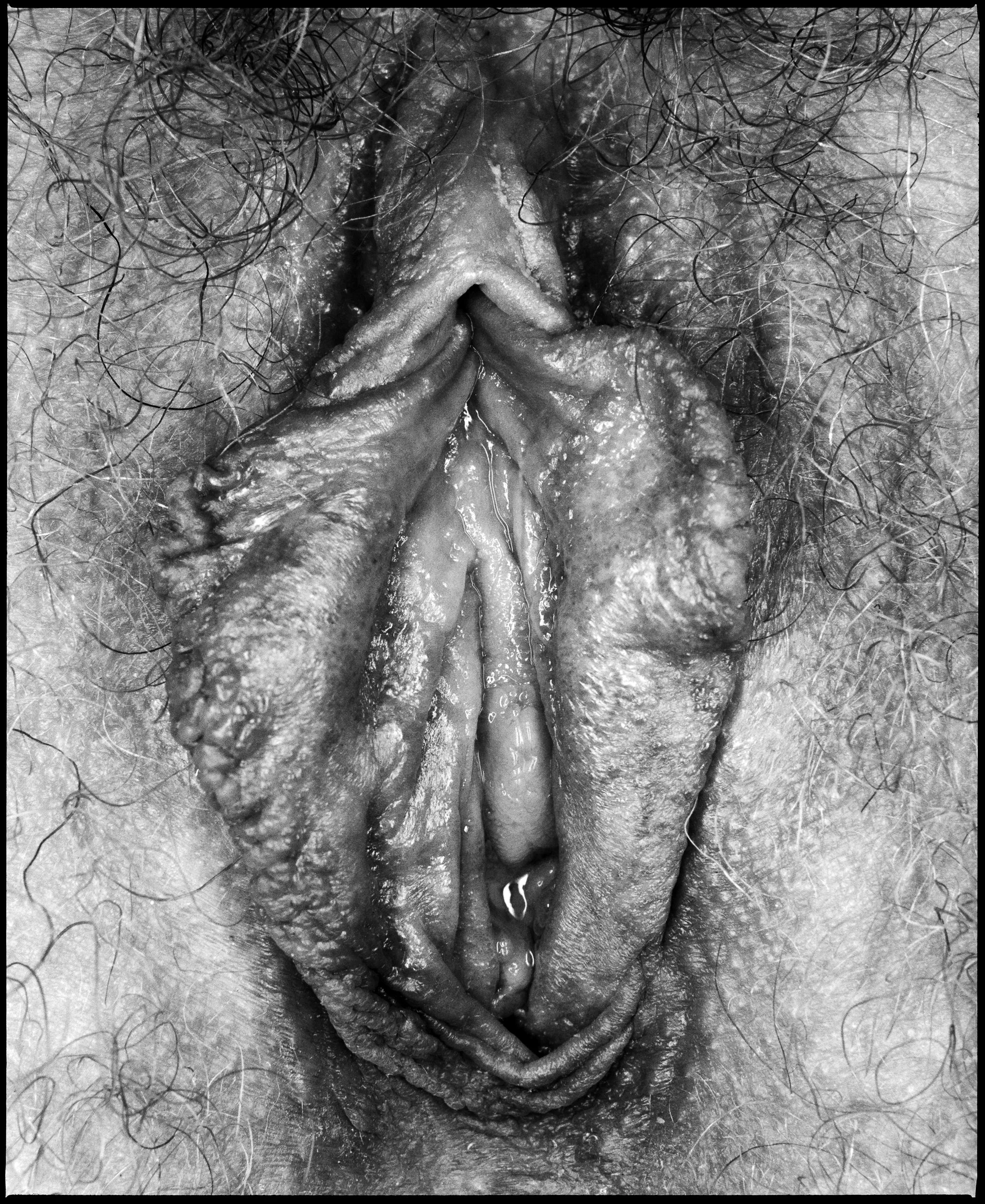 Vulva No.2
