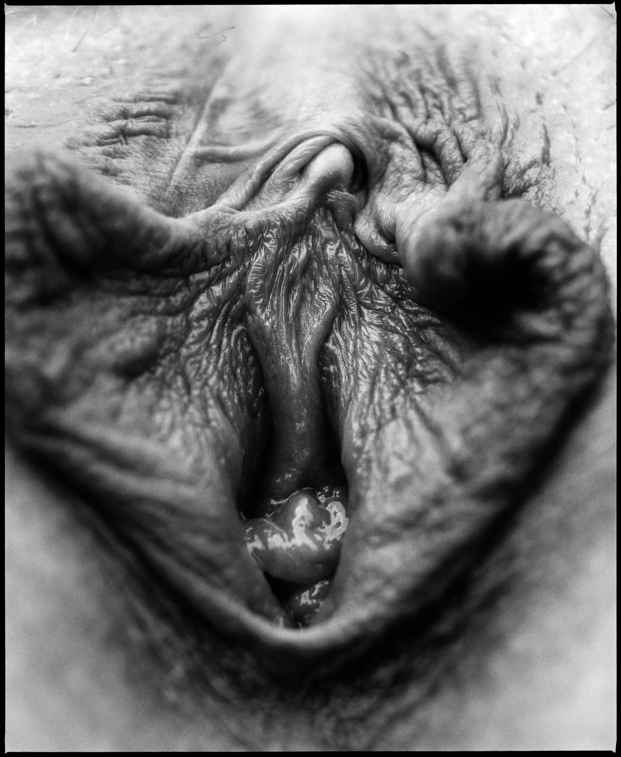 Vulva No.1