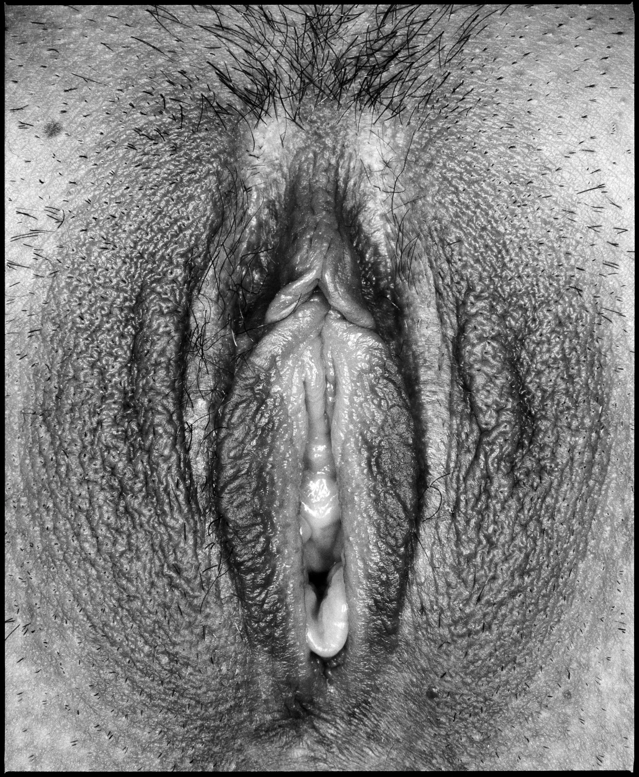 Vulva No.4
