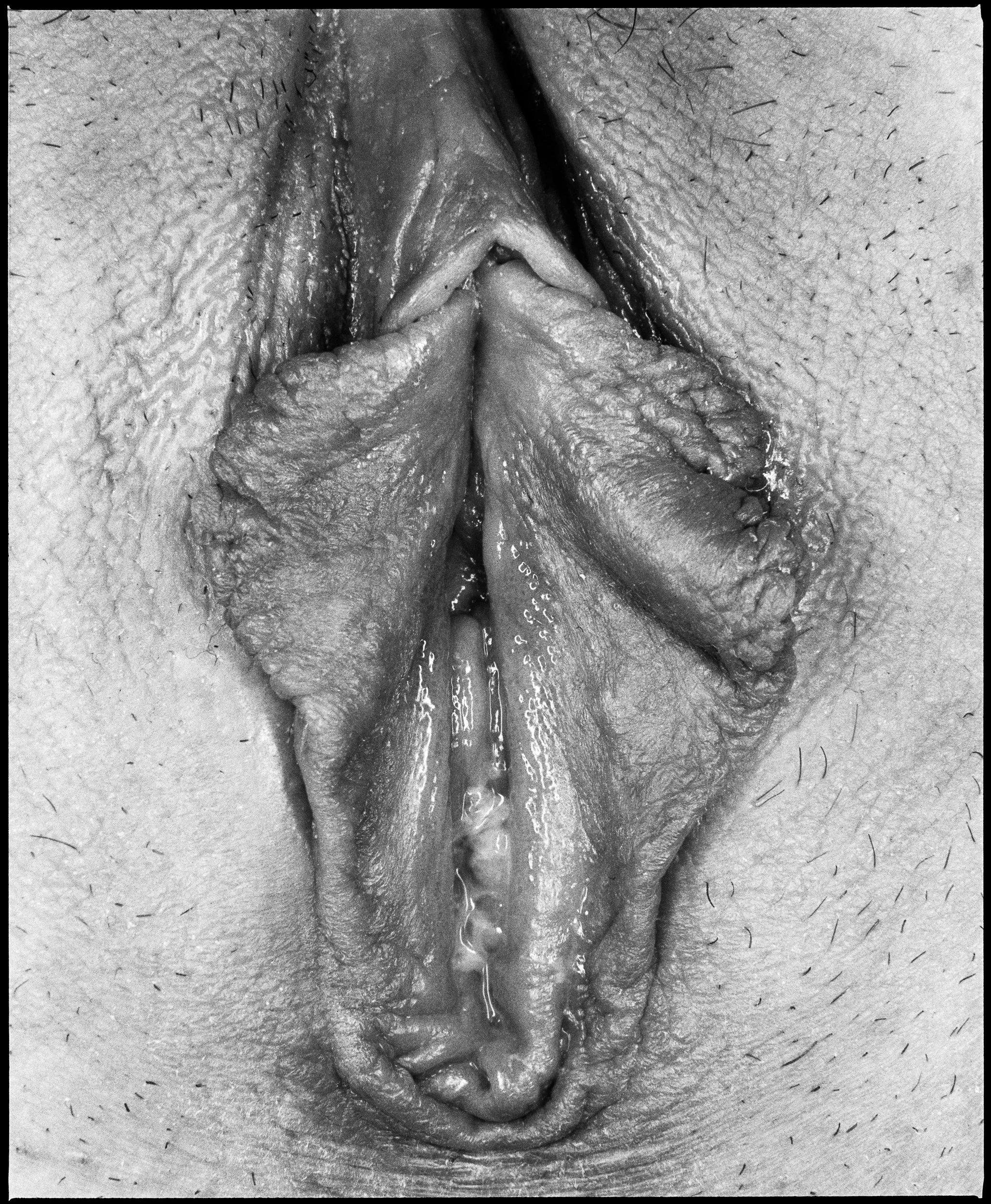 Vulva No.7