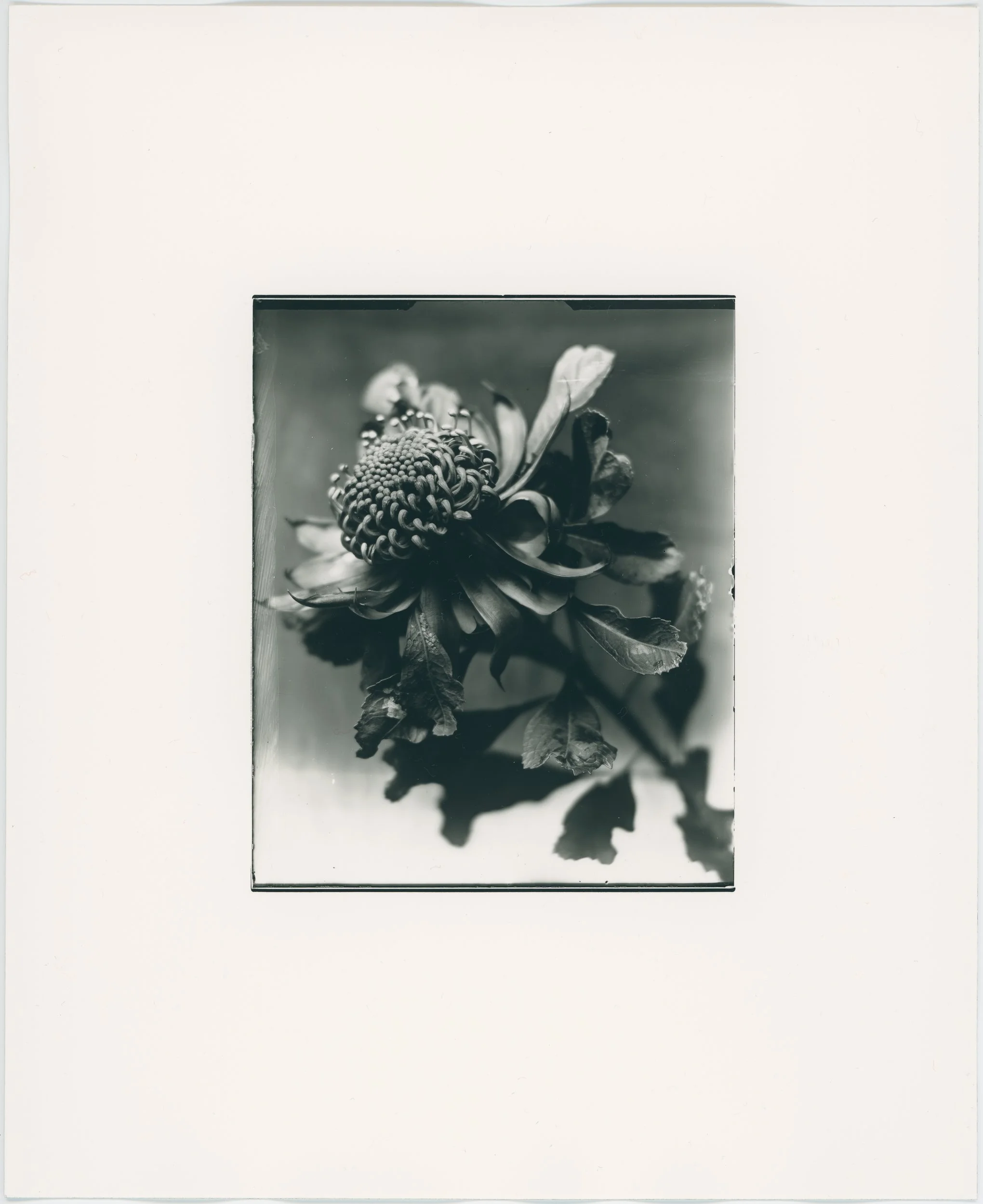 25-10-20_Waratah_plate_02_silver_print_scan_01_v2.jpg