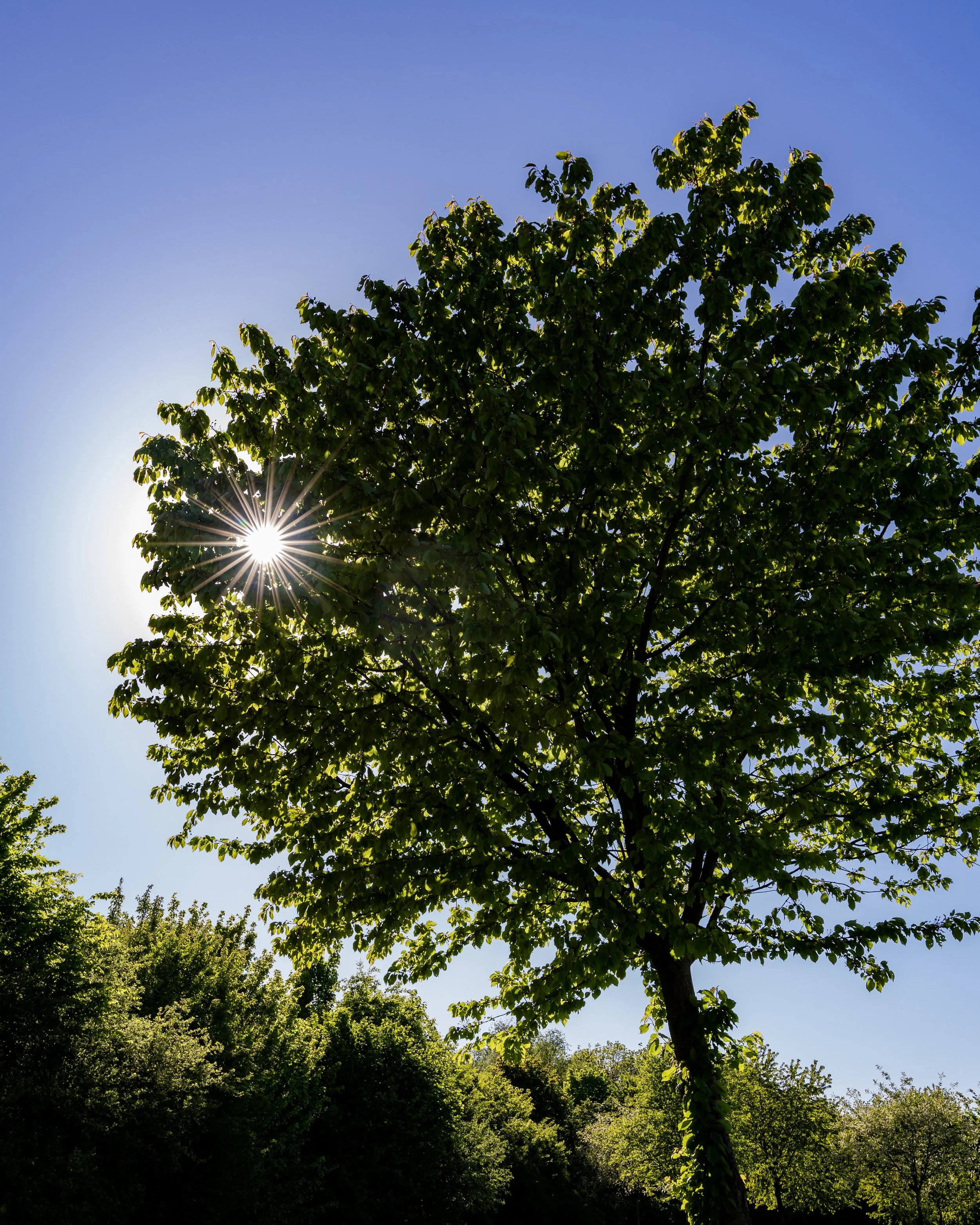 No. 148 - Sun behind the Tree