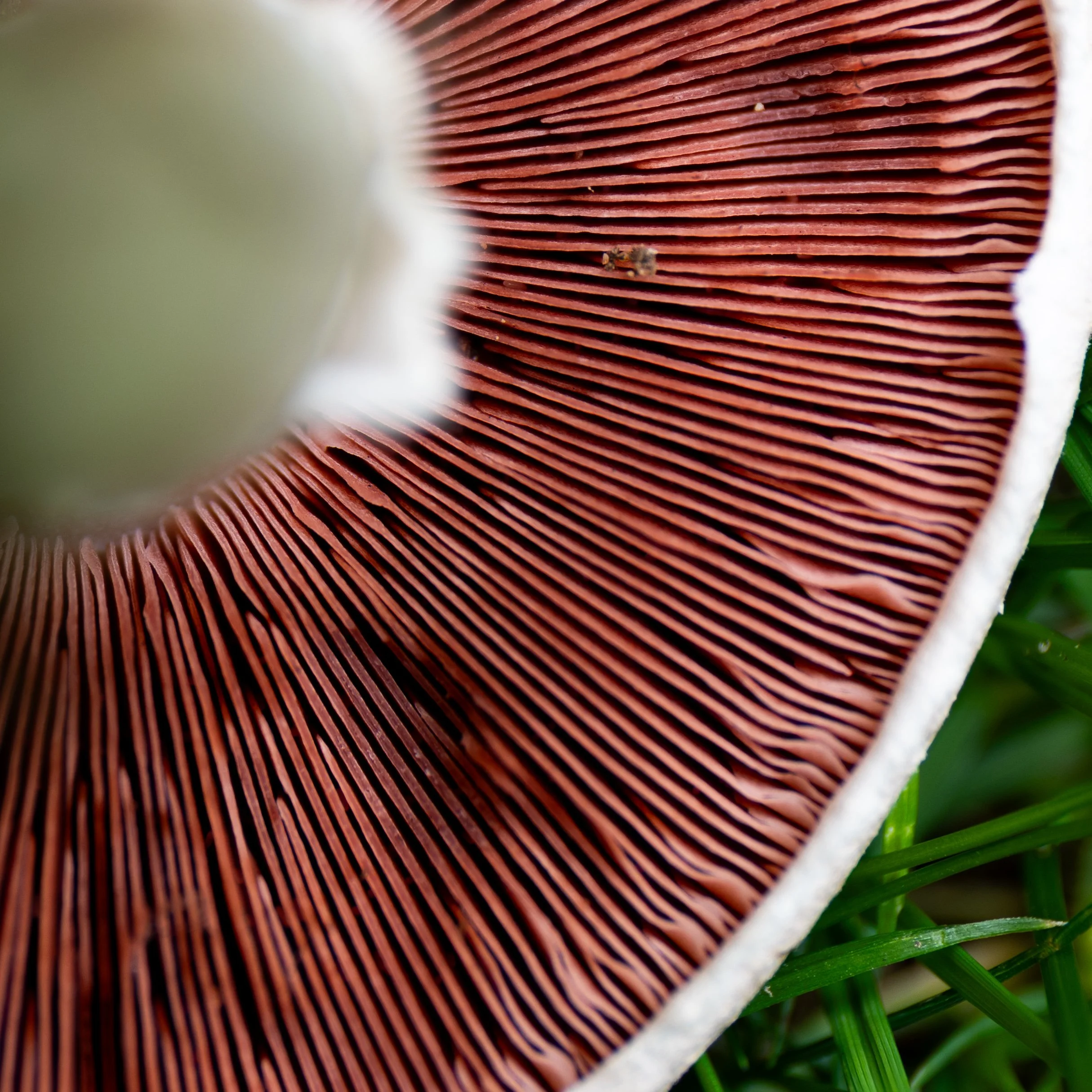 No. 289 - Mushroom II