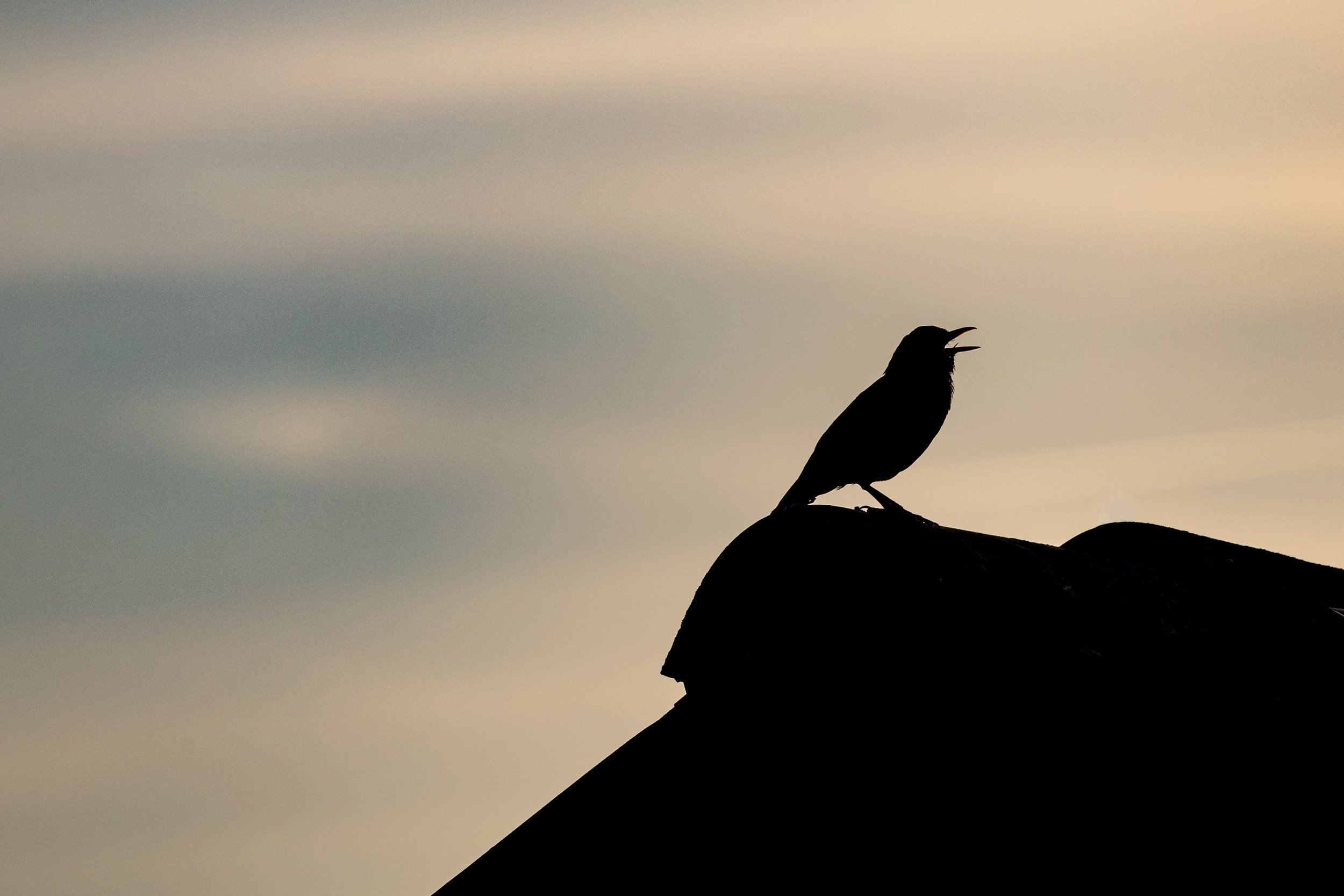 No. 202 - Evening Song