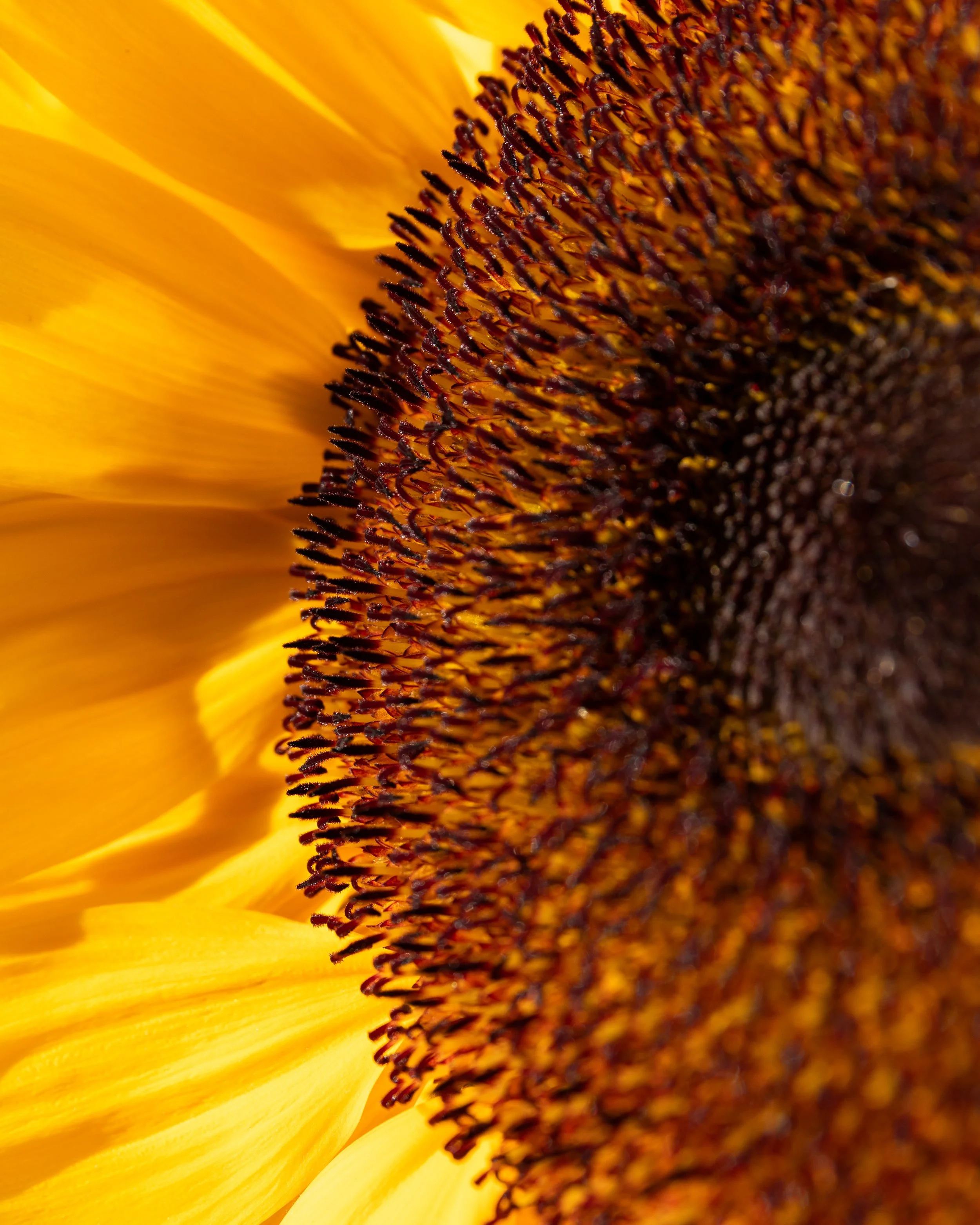 No. 292 - Sunflower