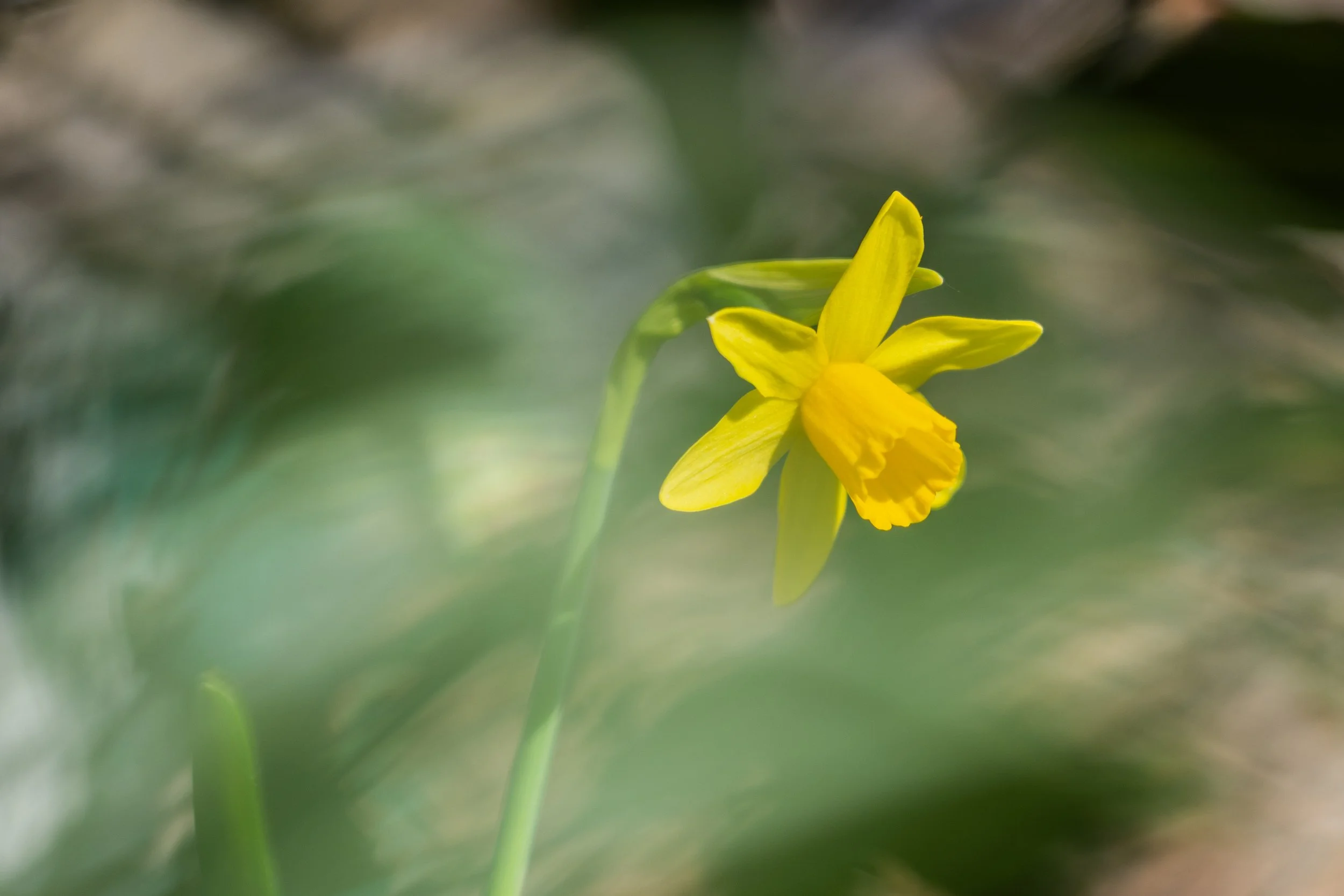 No. 92 - More Spring Vibes