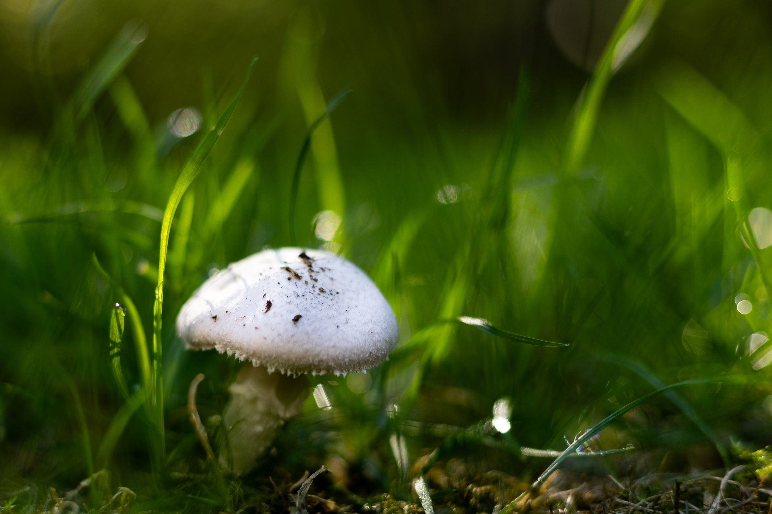 No. 287 - Mushroom