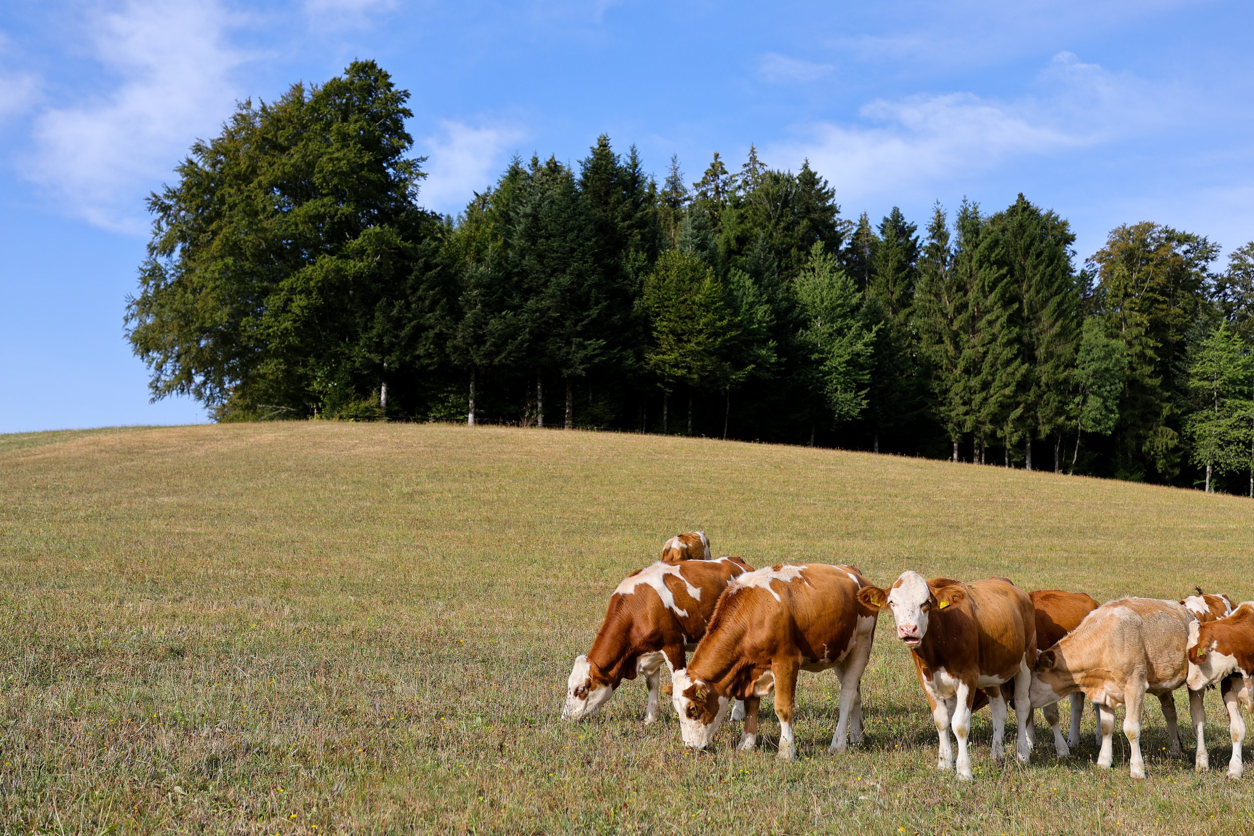 No. 251 - Black Forest