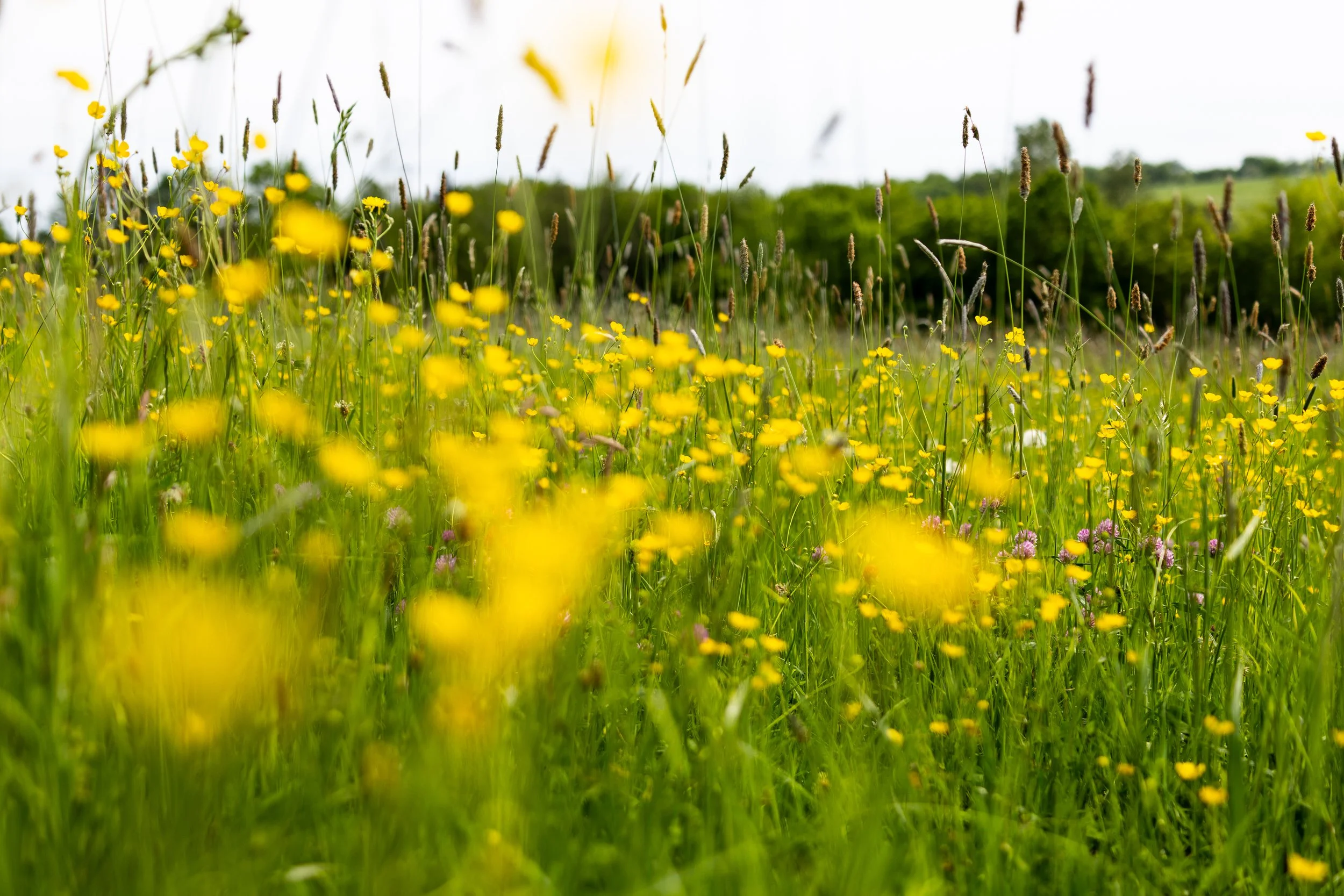 No. 159 - Meadow