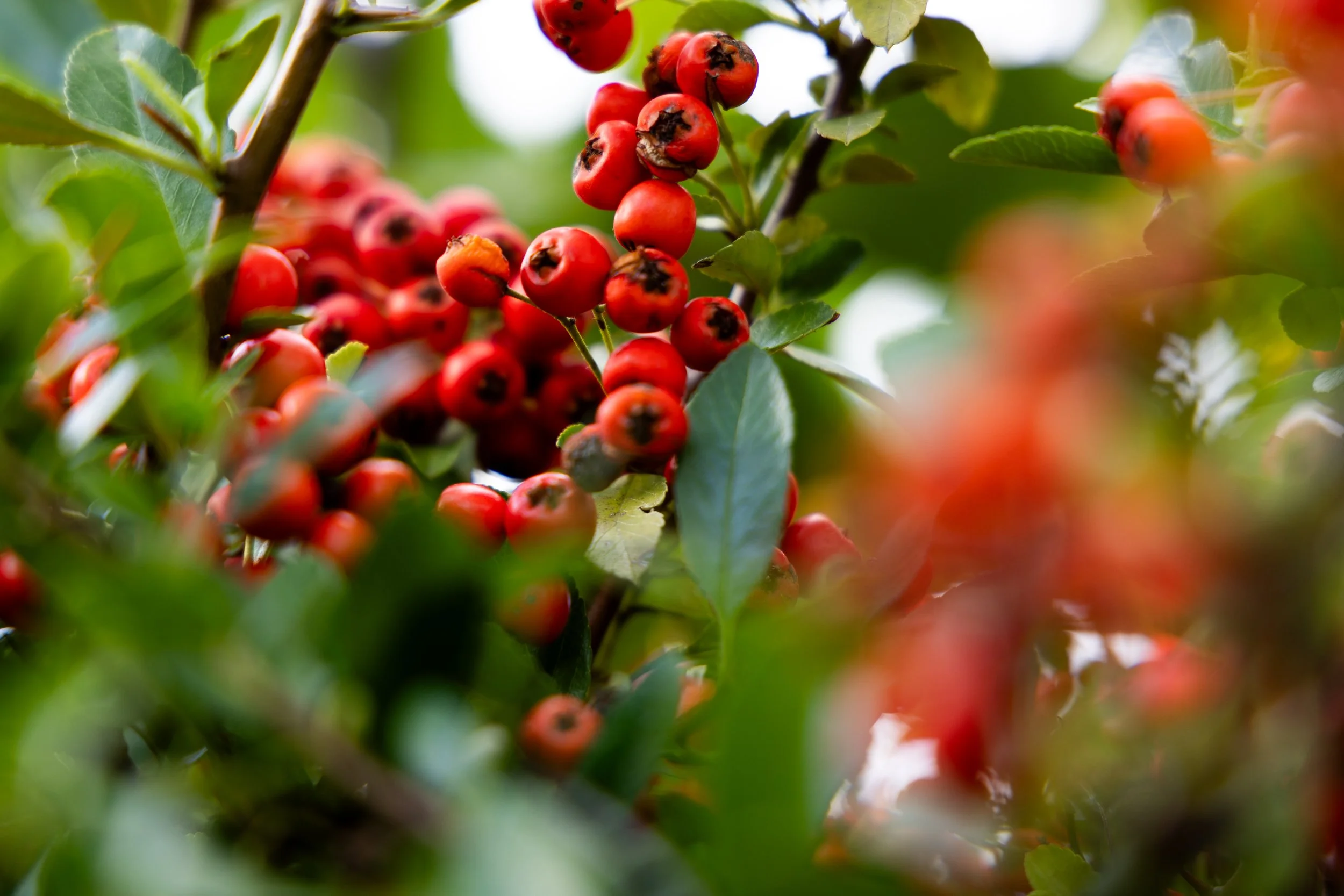 No. 273 - Red & Green
