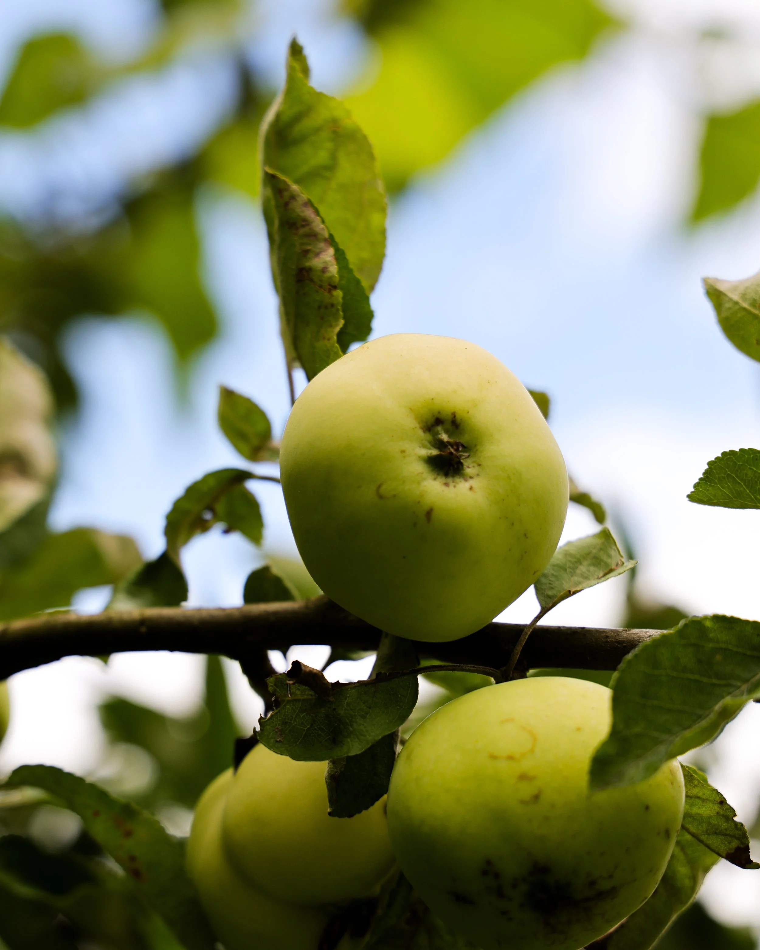 No. 231 - Appletree