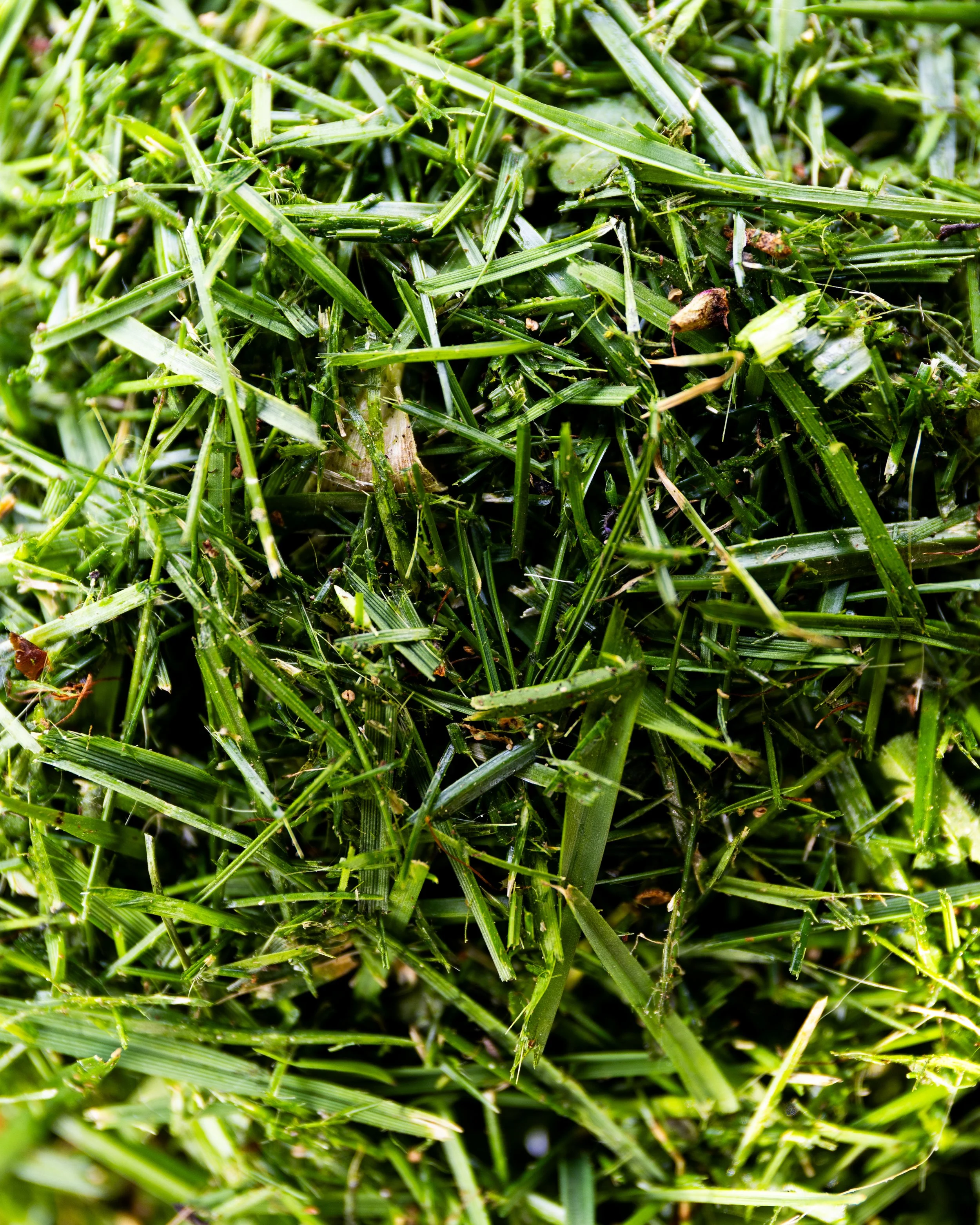 No. 137 - Grass