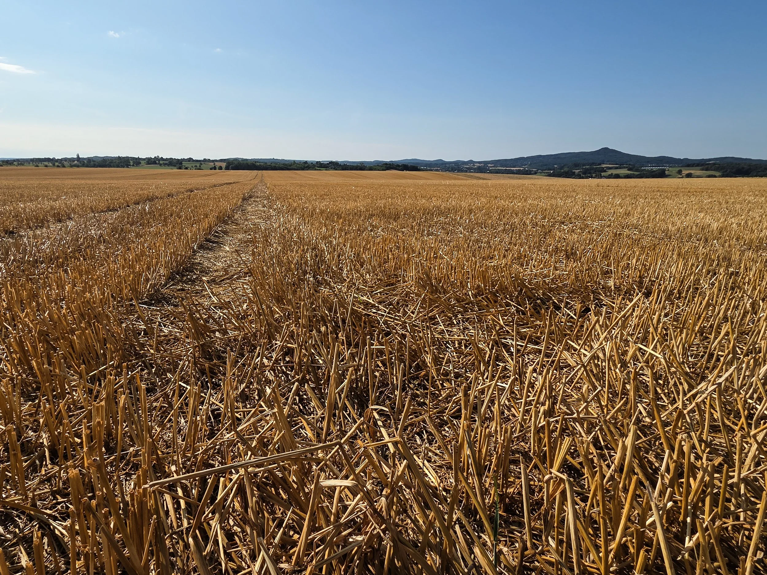 No. 242 - Empty Field