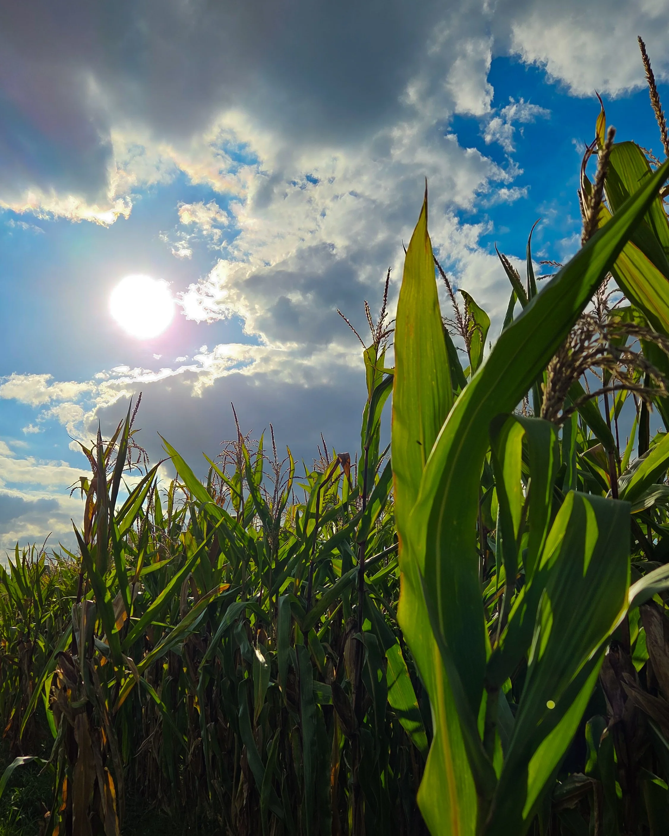 No. 282 - Corn