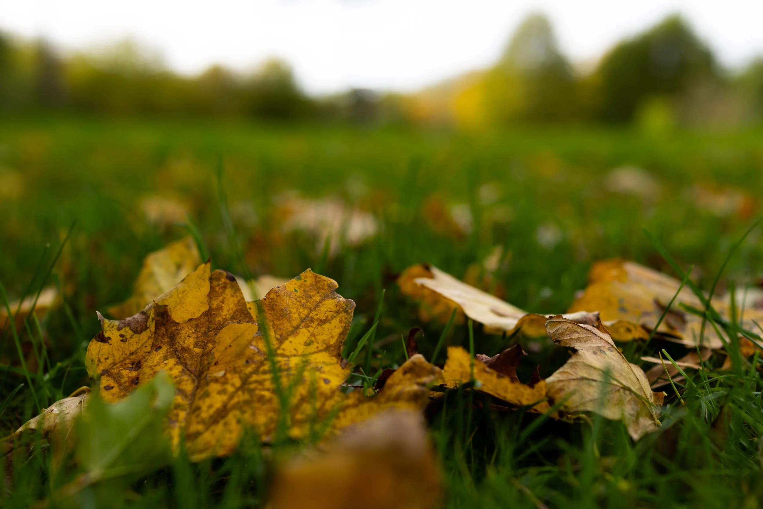 No. 325 - Autumn