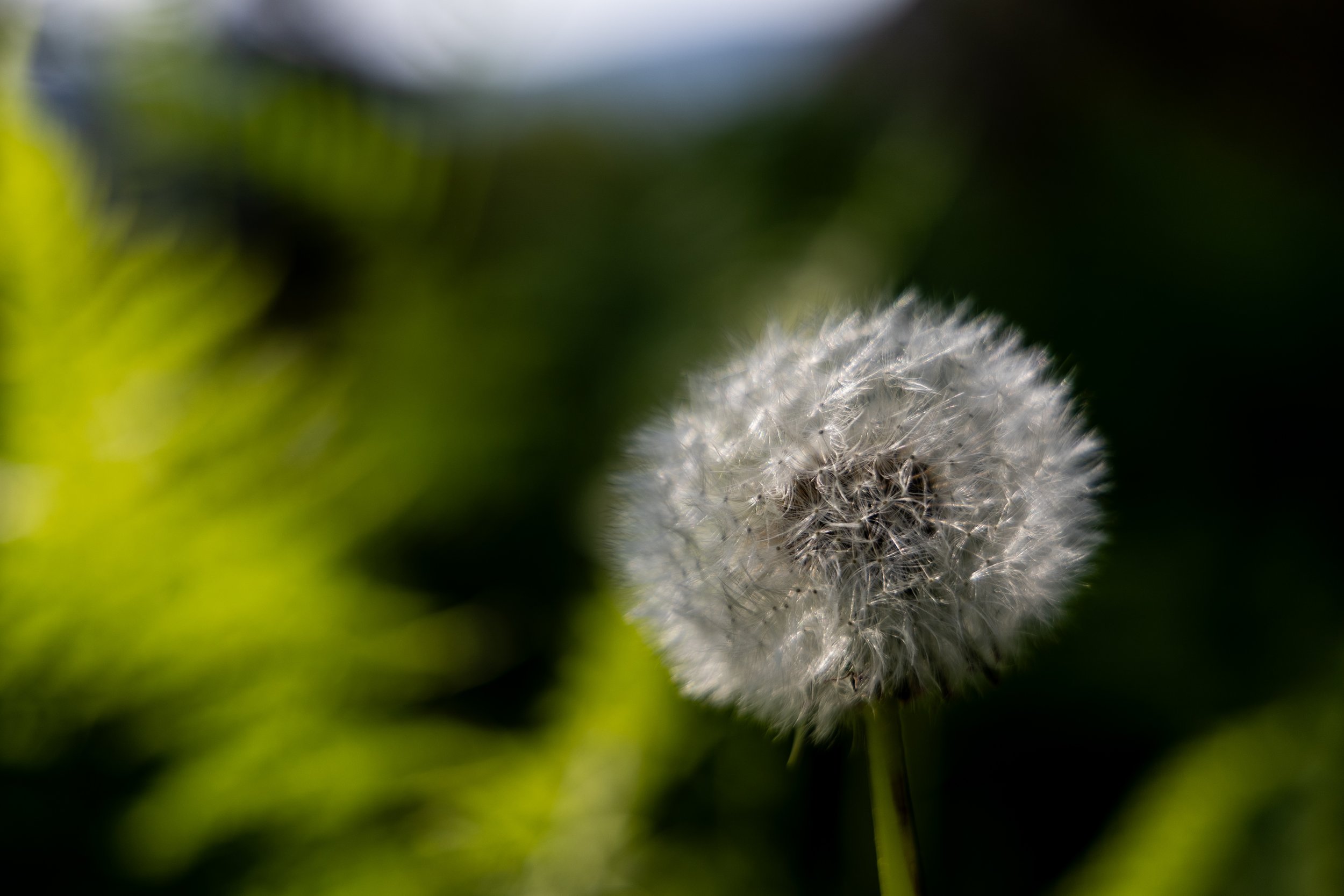 No. 182 - Fluffy Ball