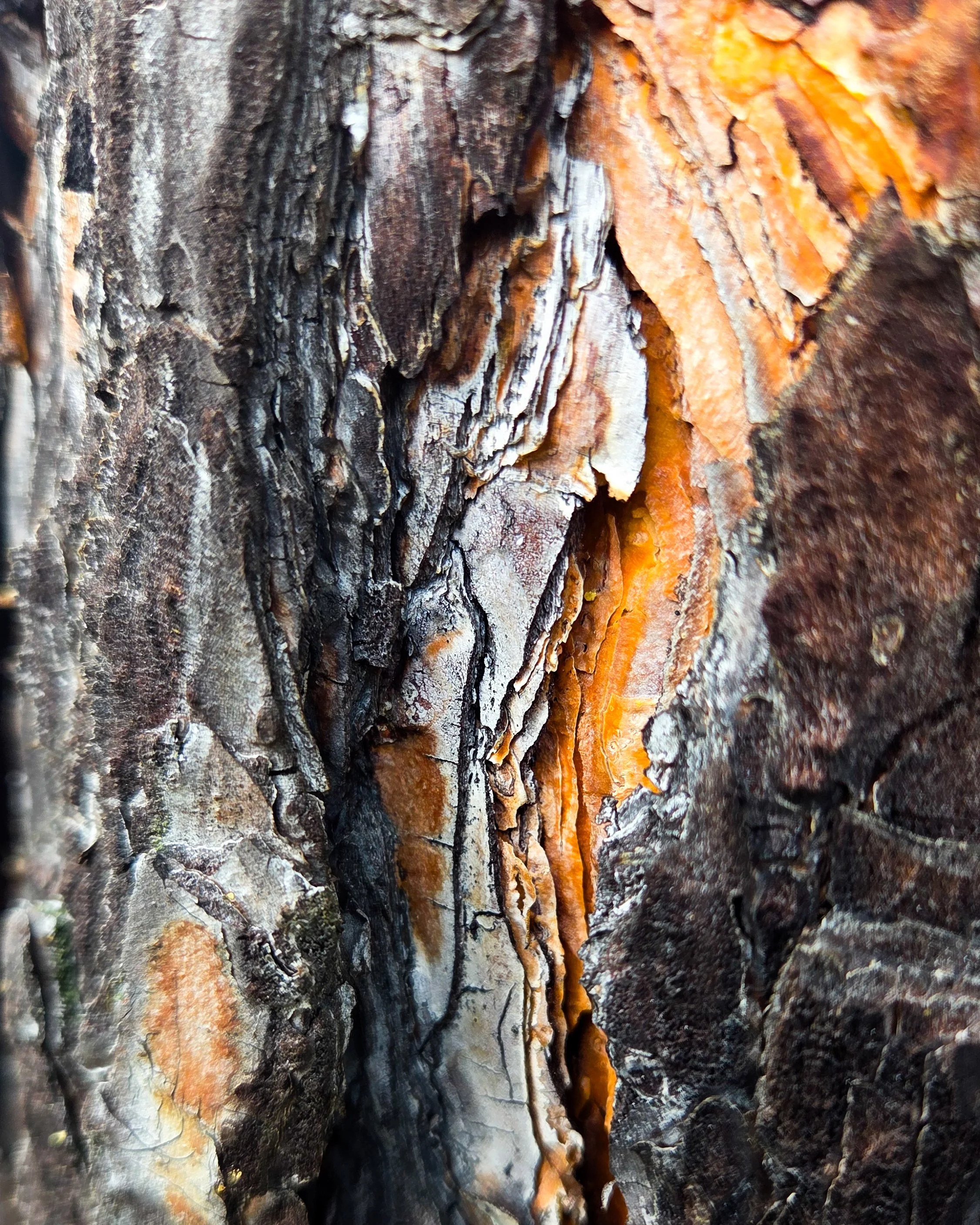 No. 230 - Bark