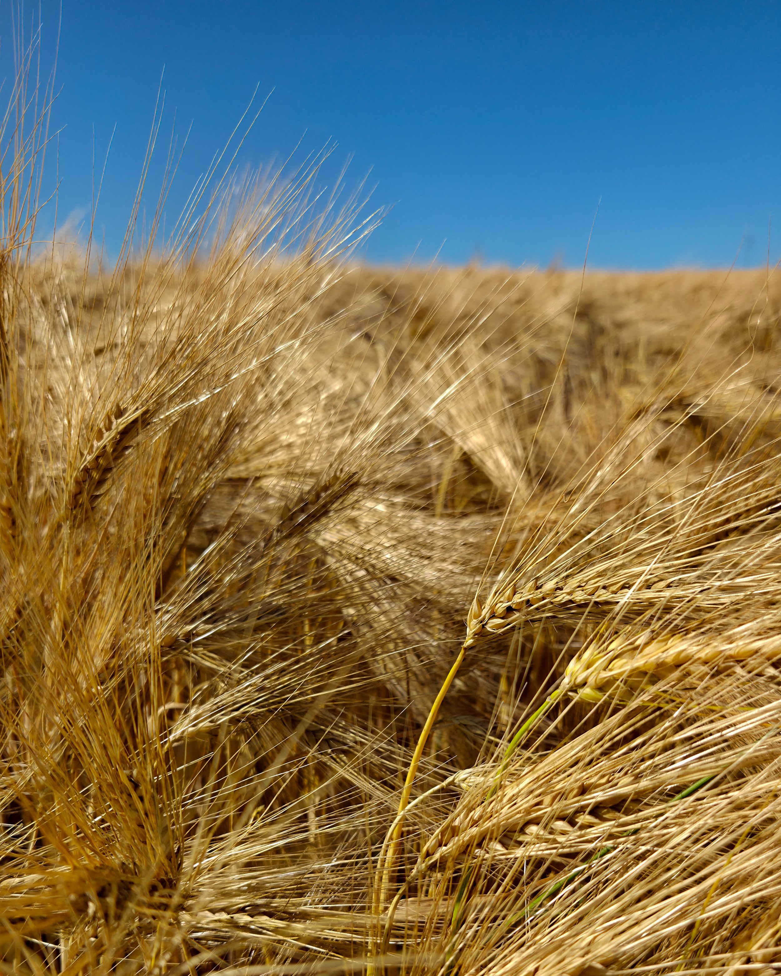 No. 197 - Grain