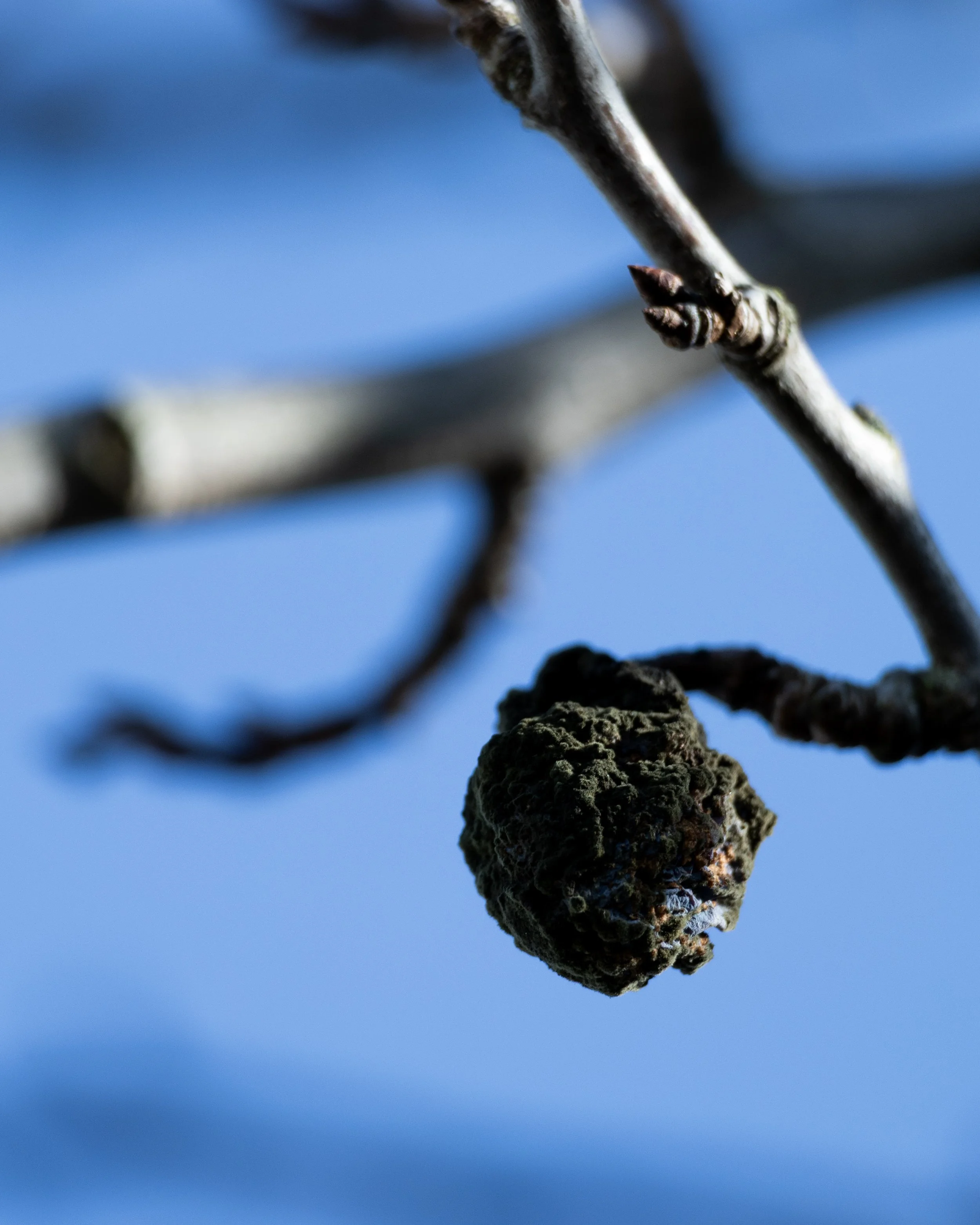 No. 55 - Last Years Fruit