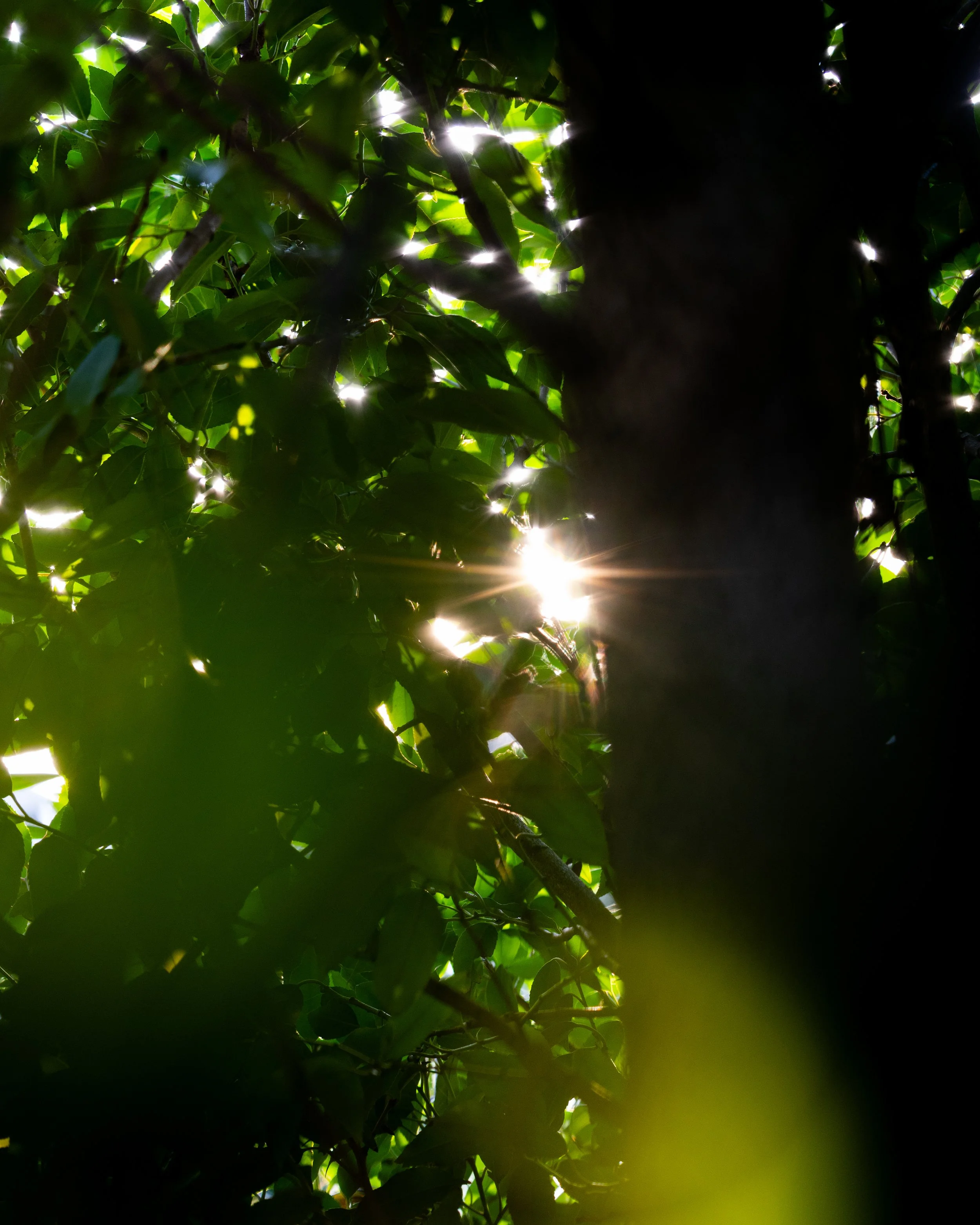 No. 98 - Bush and Light