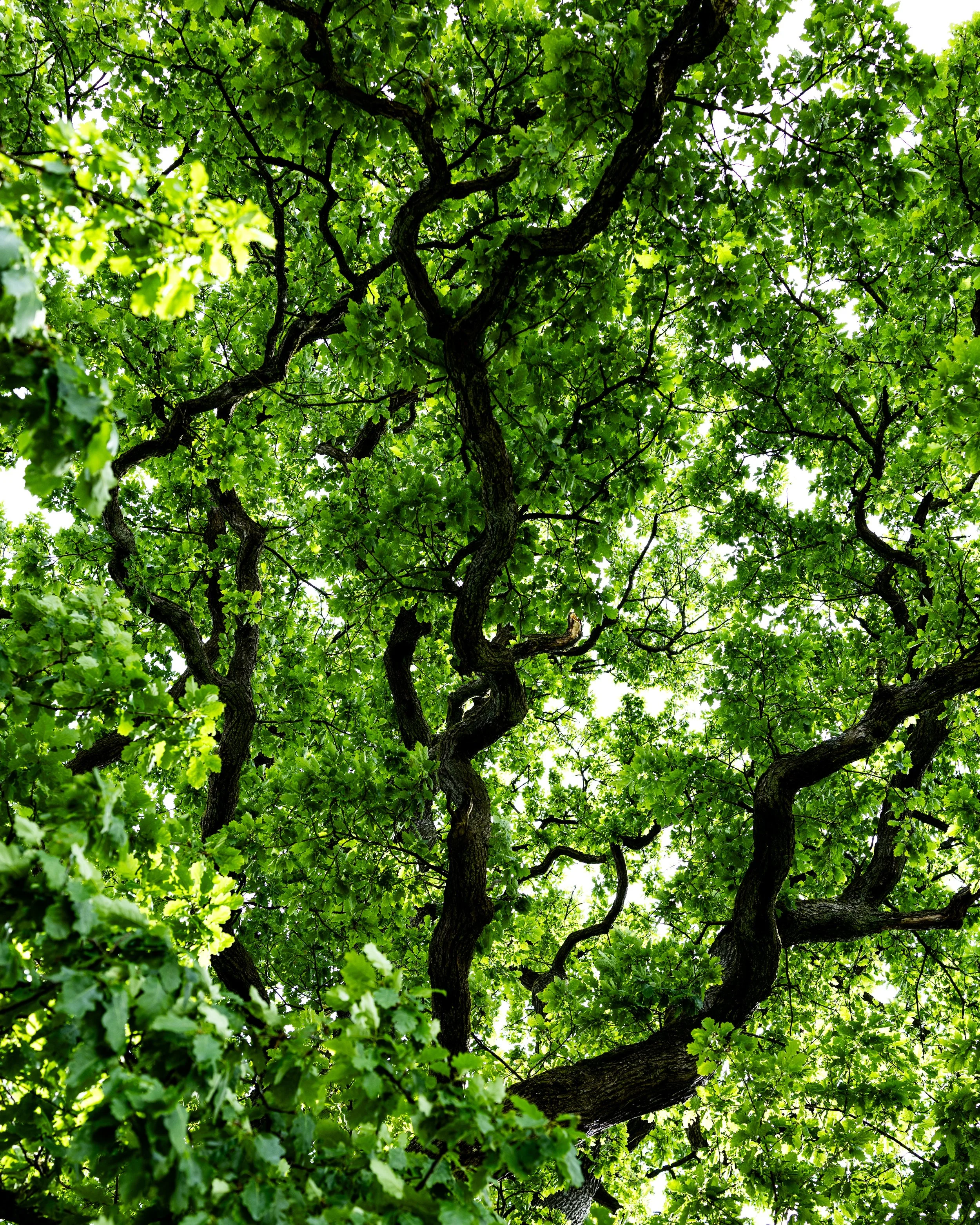 No. 166 - Leaf Structure
